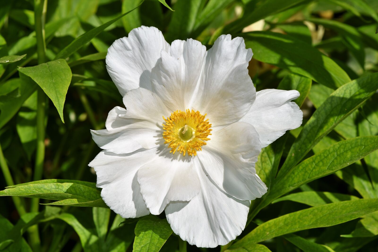 Nikon D7200 sample photo. Anemone, florets, blossom photography