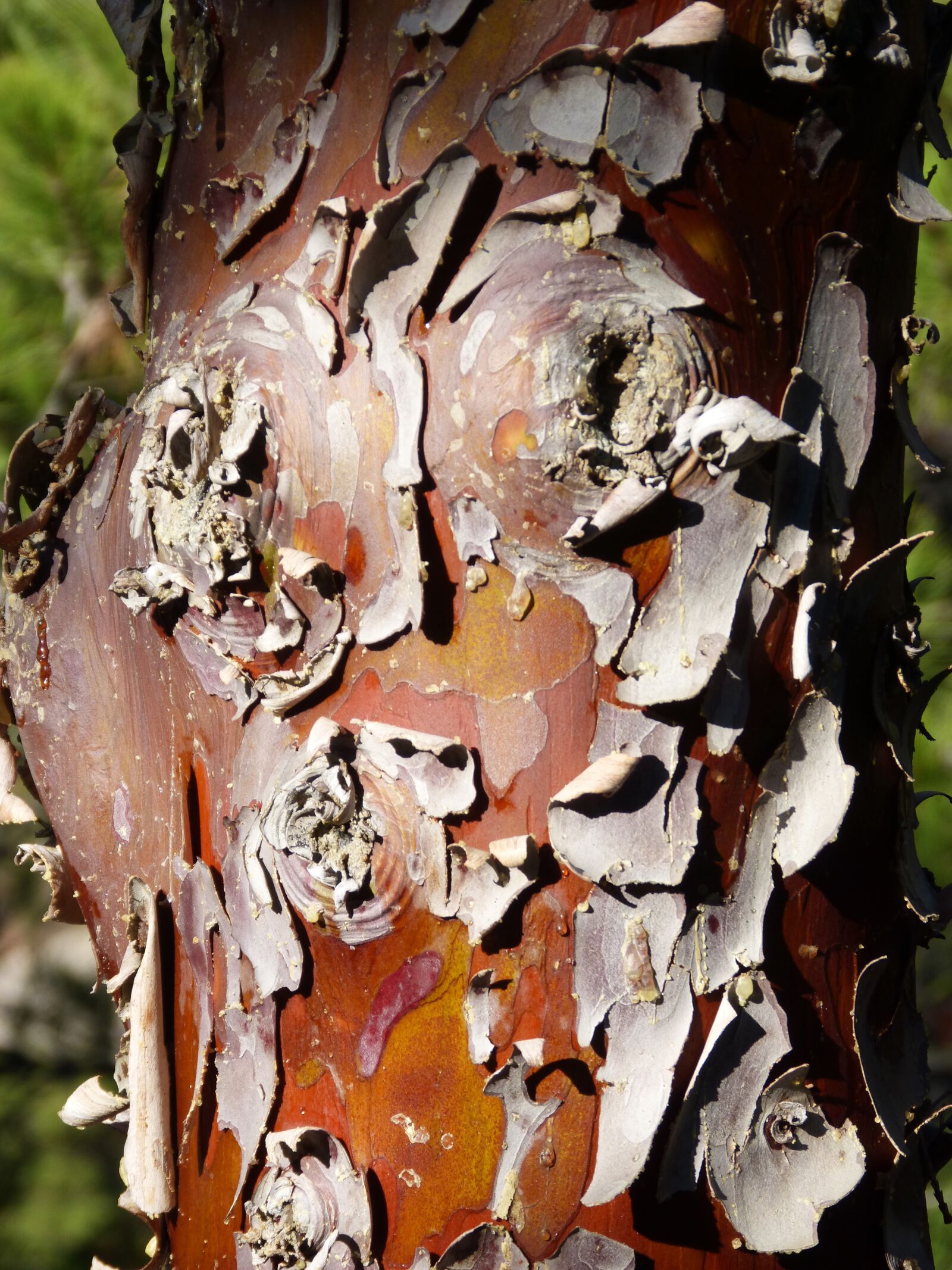 Panasonic DMC-FZ62 sample photo. Bark, cypress, peel photography