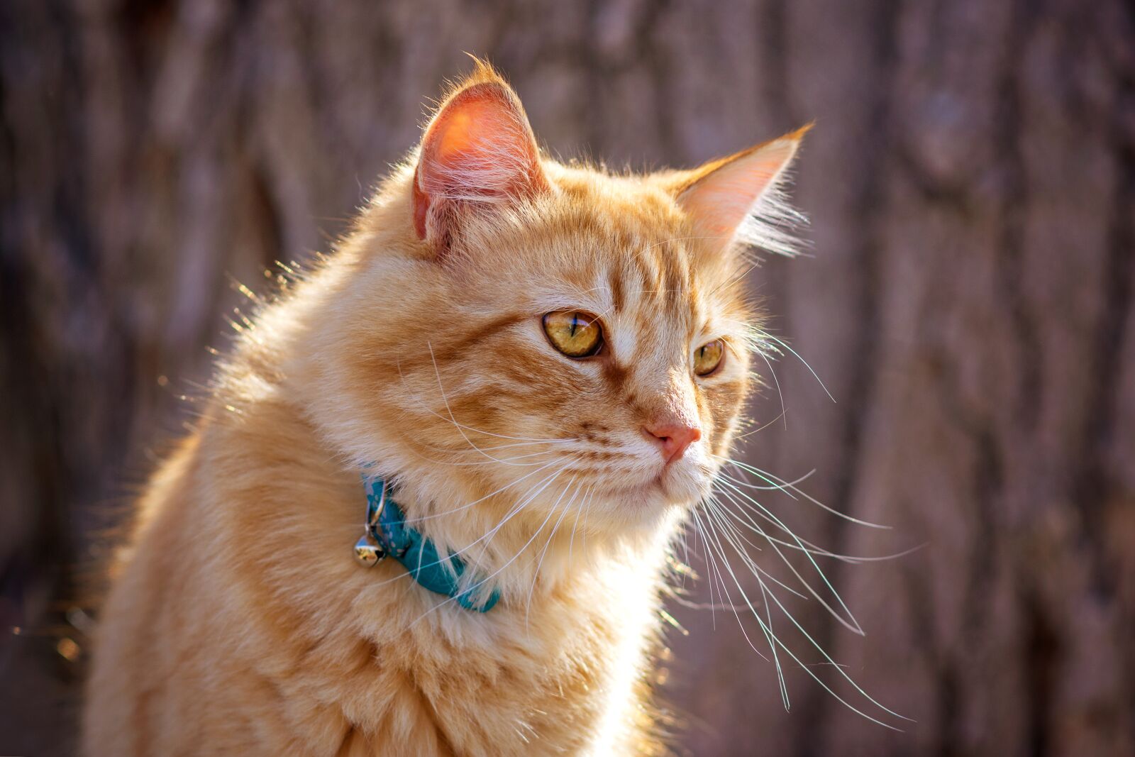 Nikon D7200 sample photo. Cute, animal, nature photography
