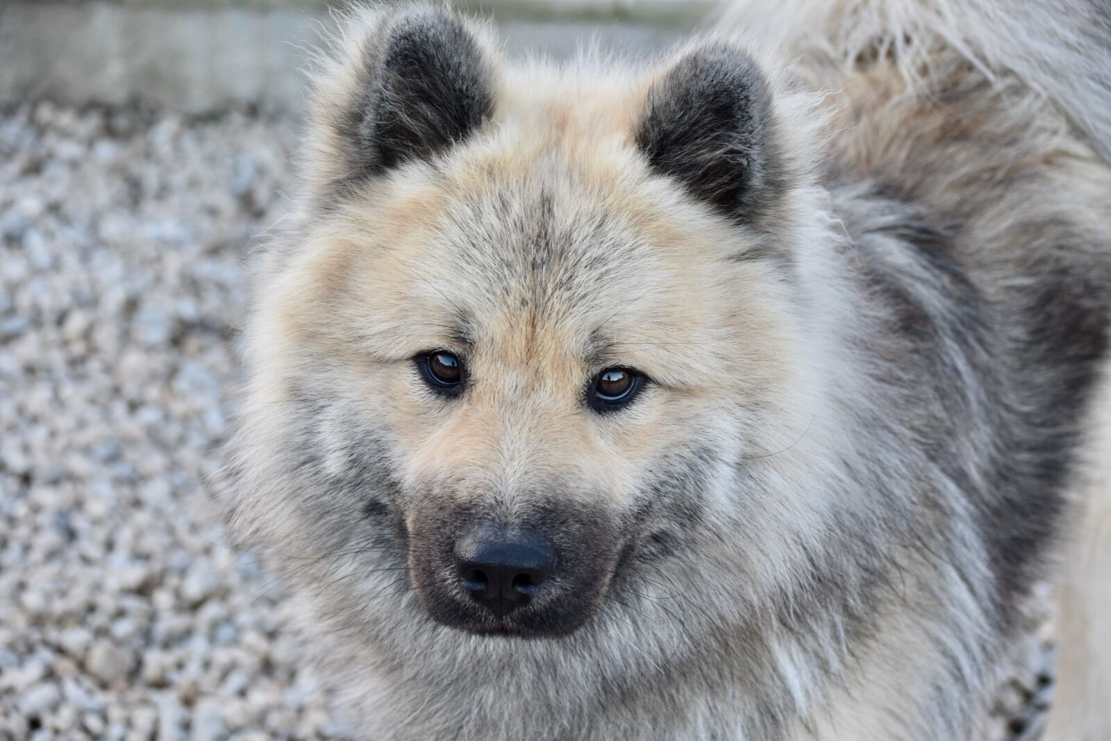 Nikon D5600 sample photo. Dog, dog eurasier, dog photography