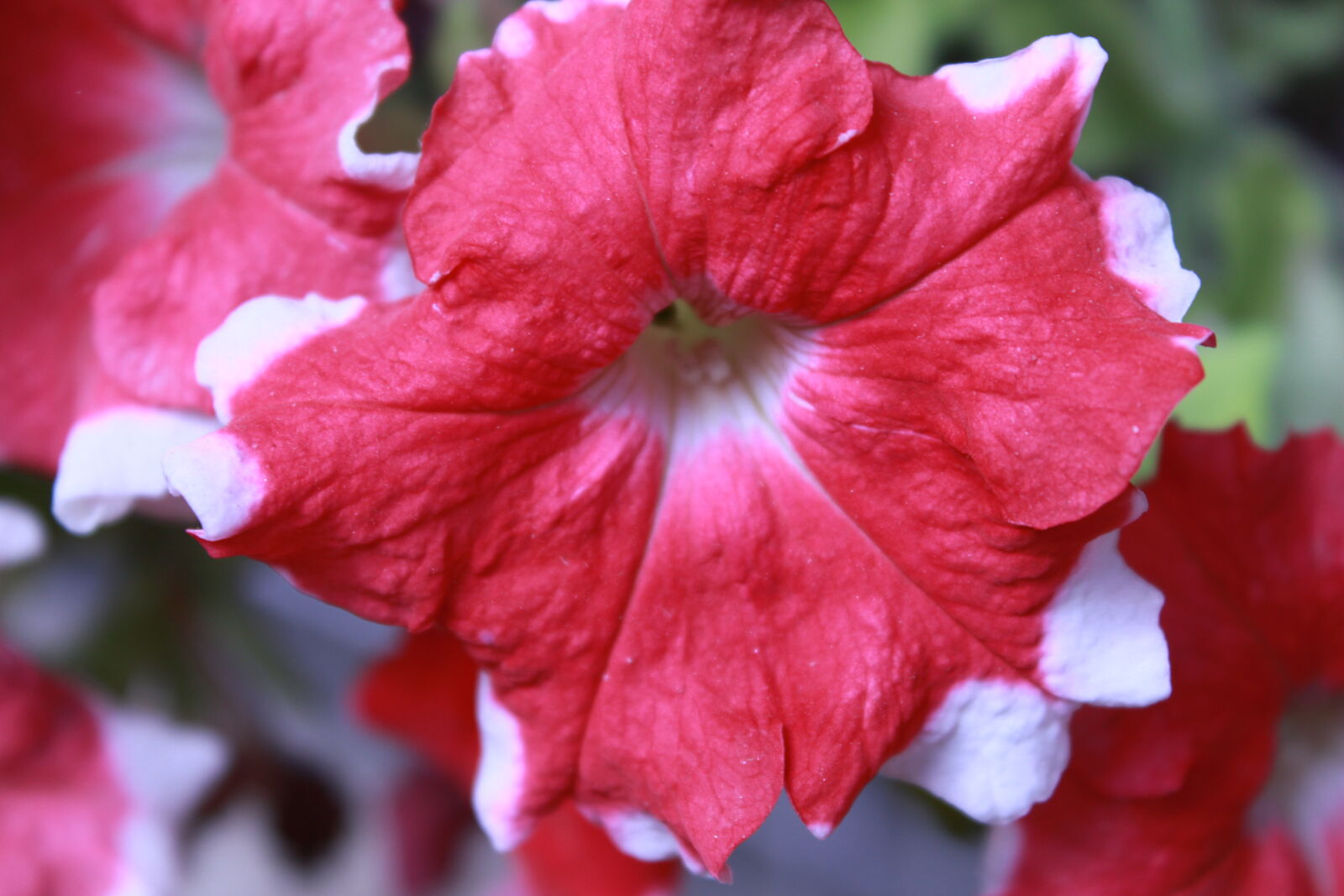 Canon EOS 700D (EOS Rebel T5i / EOS Kiss X7i) sample photo. Flower, patna, sunita, bharti photography