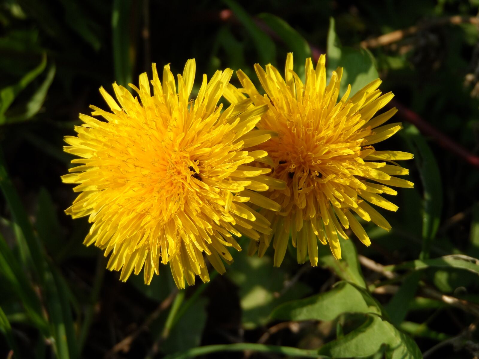 Samsung WB150 / WB150F / WB152 / WB152F / WB151 sample photo. Dandelion, flowers, yellow photography