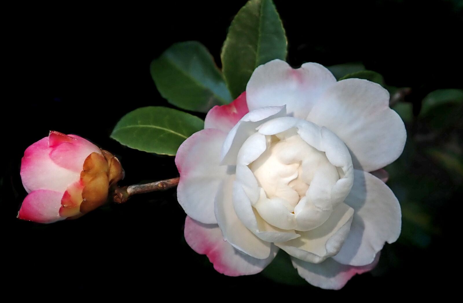 Olympus TG-5 sample photo. Camellia, flower, white photography