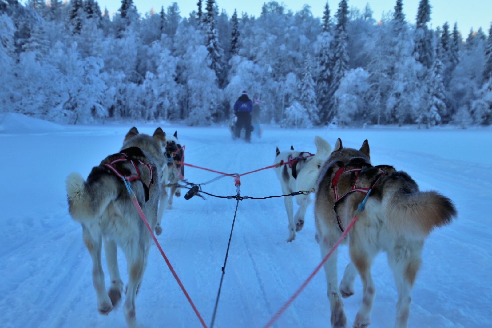 Canon EOS 80D sample photo. Sled, race, snow photography
