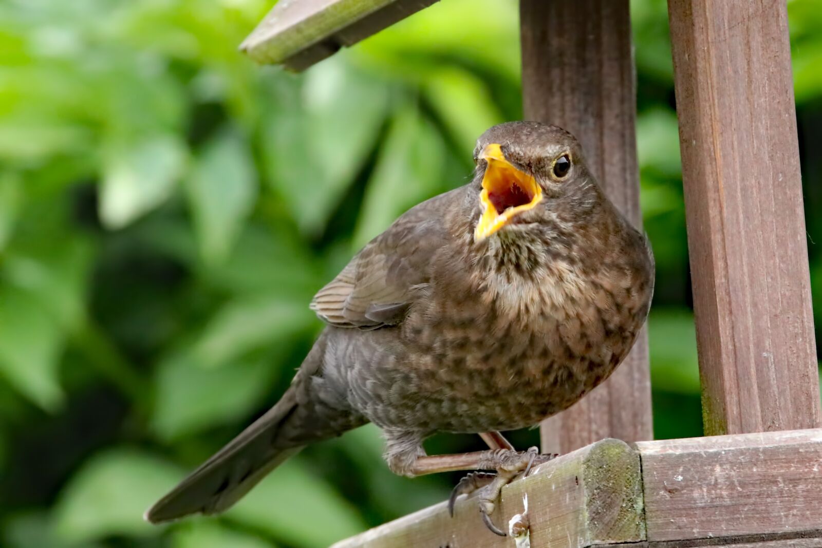 Canon EOS 80D sample photo. Thrush, bird, wildlife photography