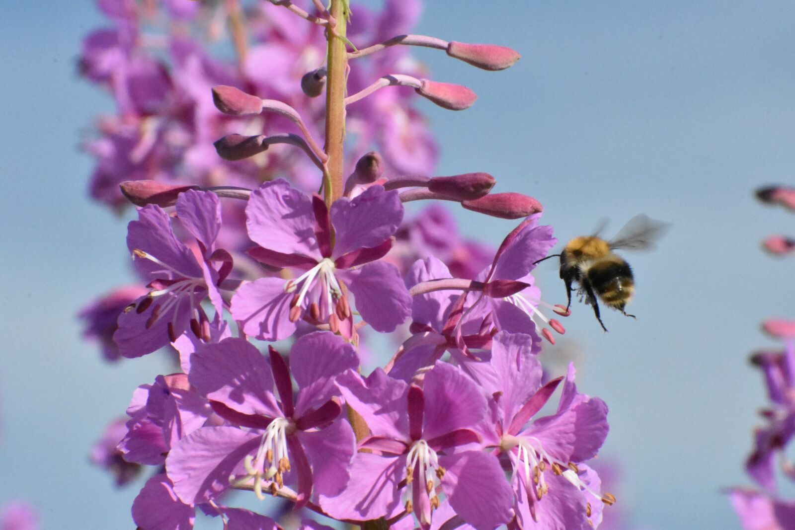 Nikon D3400 sample photo. Bumblebee, fly, fireweed photography