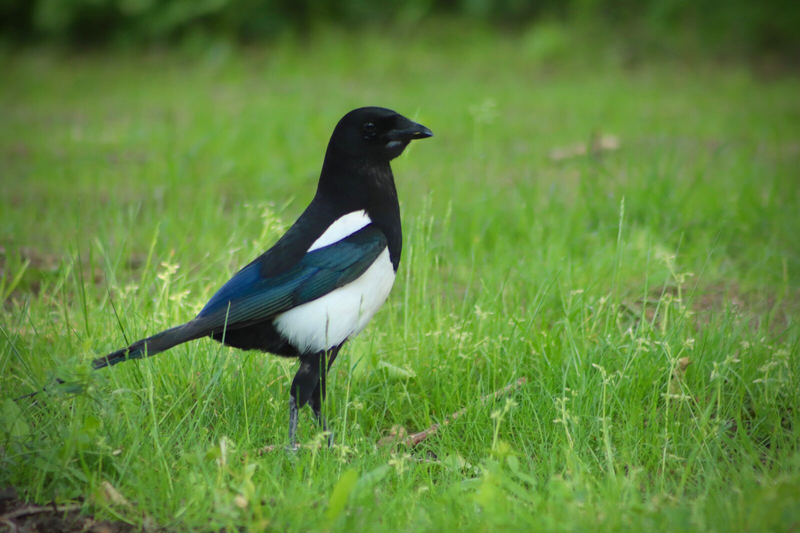 Canon EOS 800D (EOS Rebel T7i / EOS Kiss X9i) sample photo. Elster, bird, meadow photography