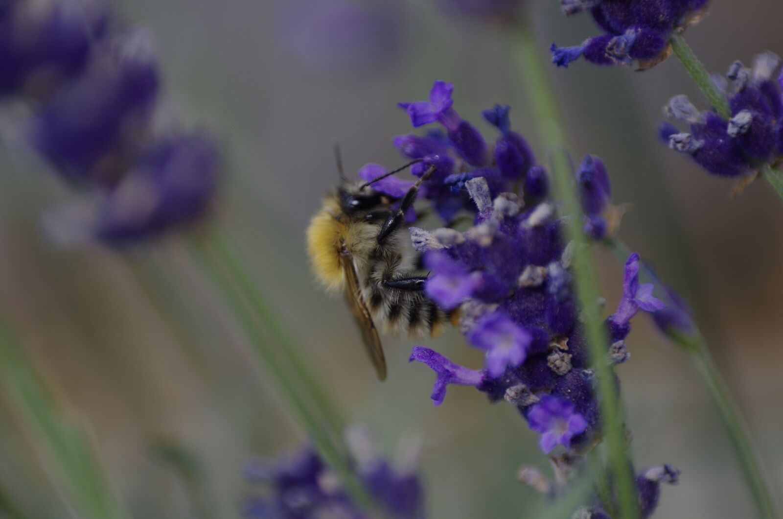 Pentax K-5 sample photo. Bee, lavender, flower photography
