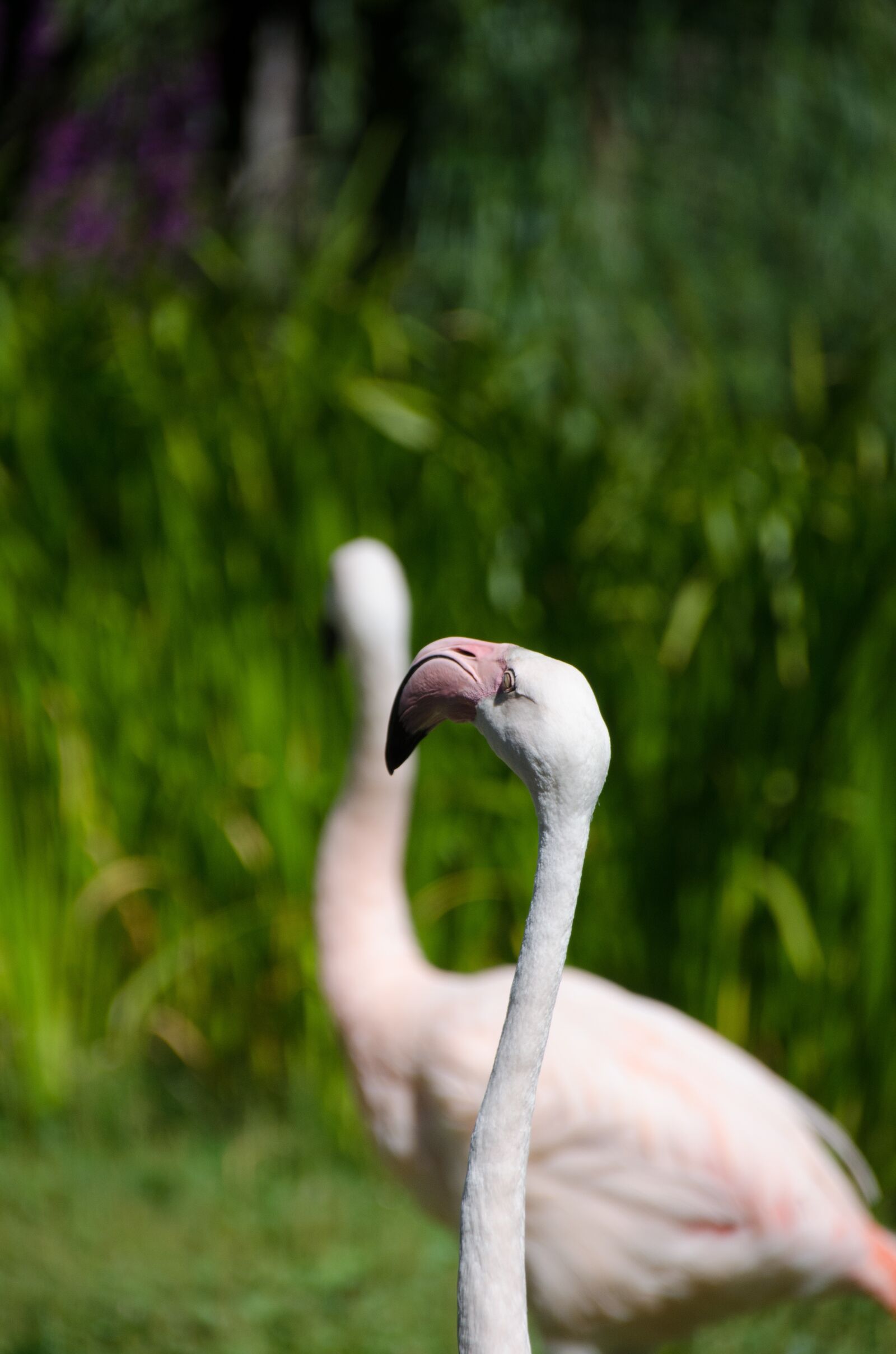 Nikon D5100 sample photo. Flamingo, zoo, bird photography