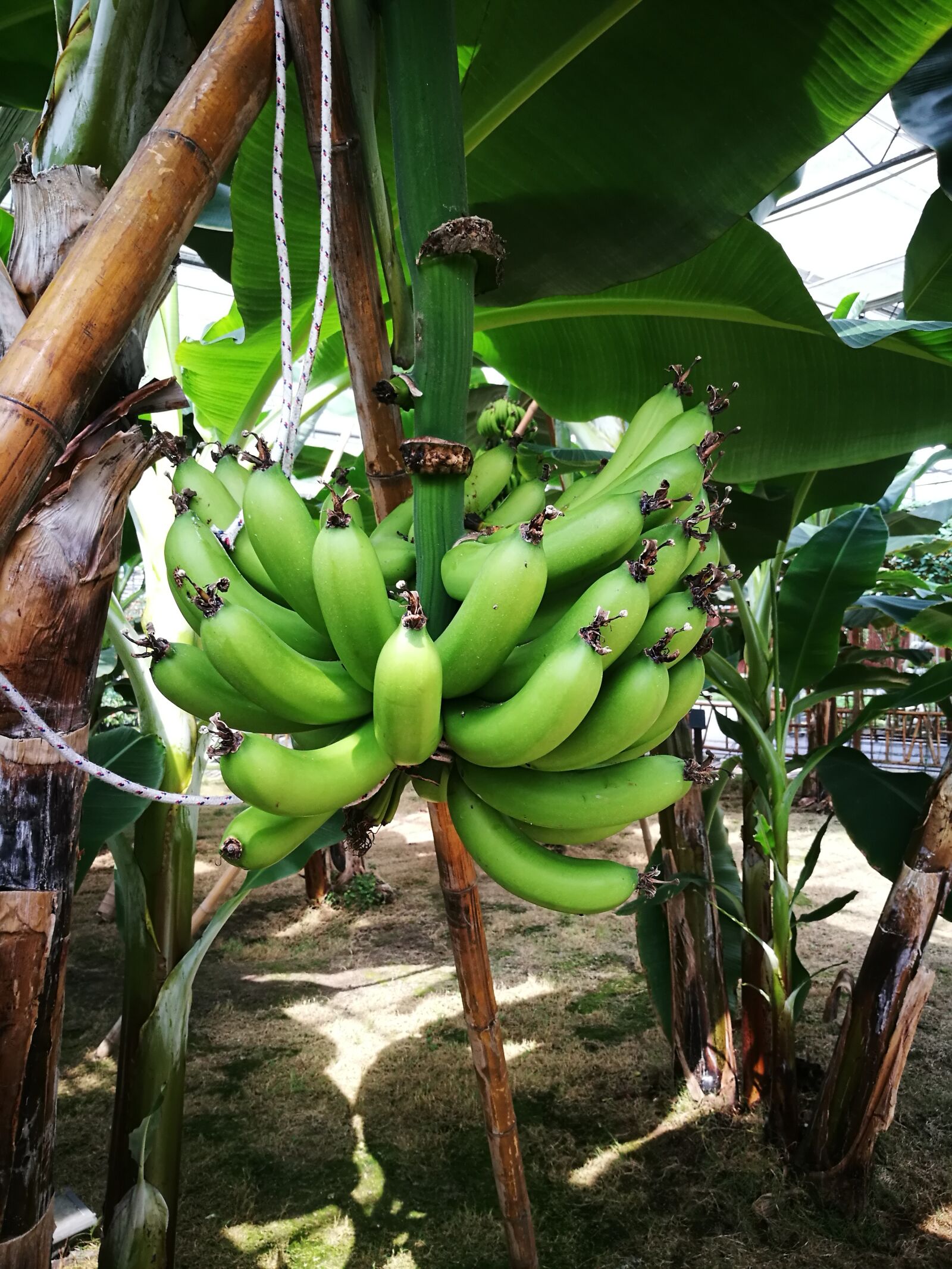 HUAWEI P9 sample photo. Banana, growing period, tropical photography