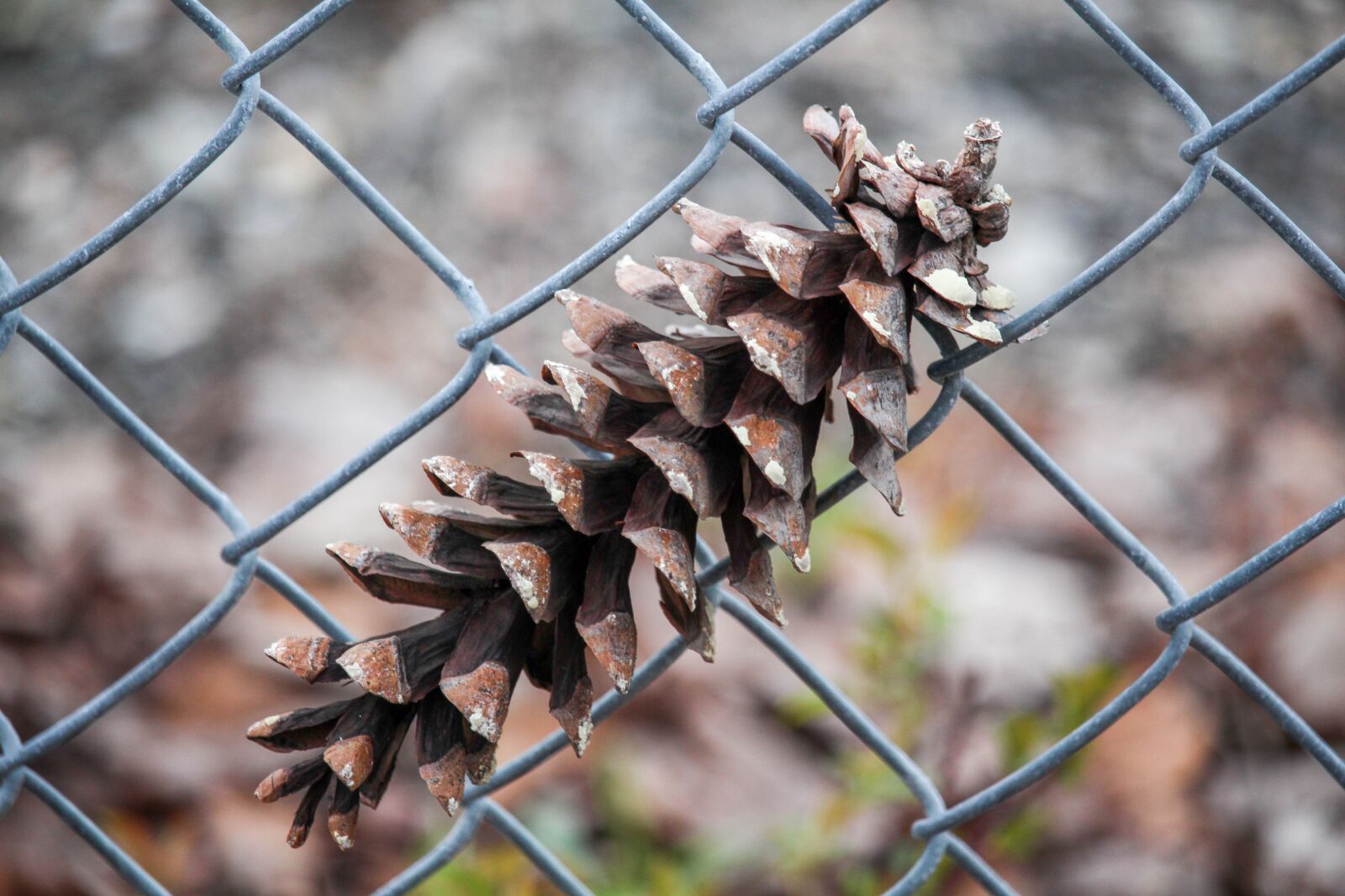 Canon EOS 700D (EOS Rebel T5i / EOS Kiss X7i) sample photo. Pinecone, fence, outdoors photography