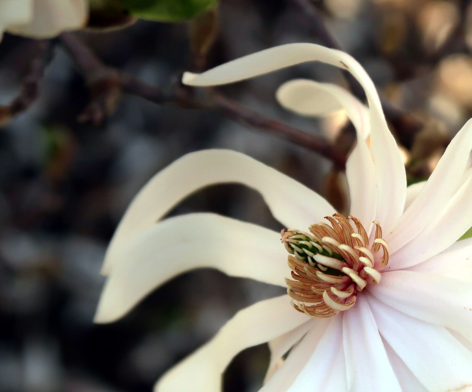 Canon PowerShot G7 X Mark II sample photo. Magnolia, flowering, spring photography