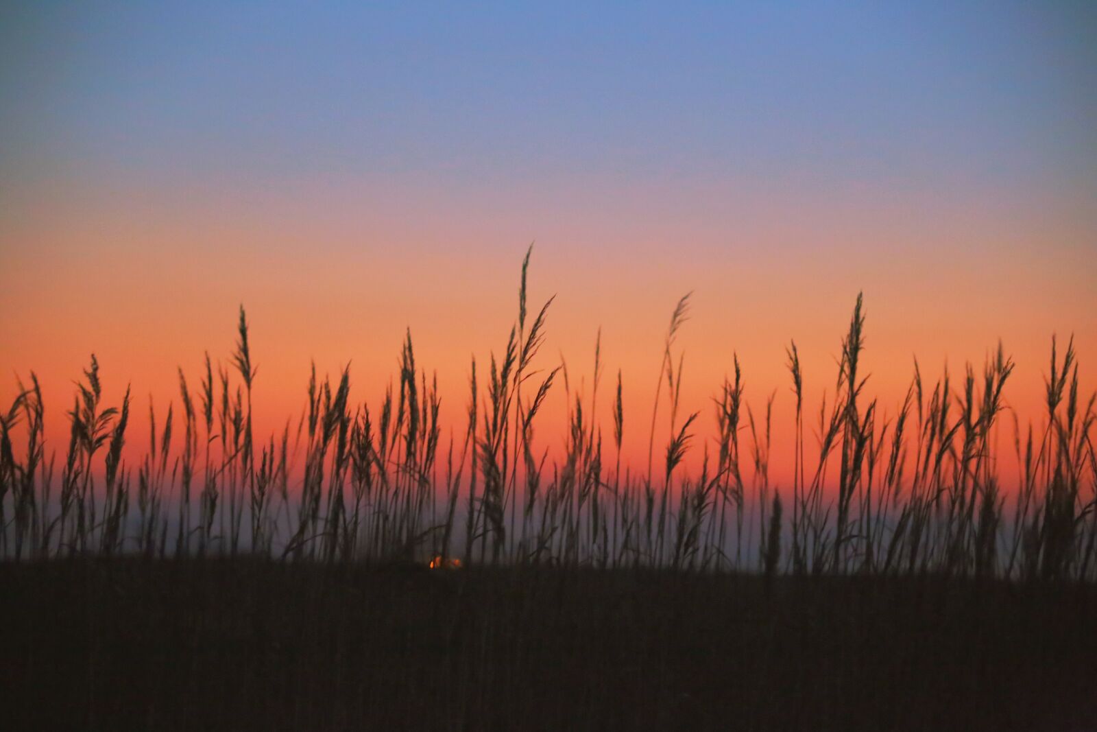 Canon EF 35-350mm F3.5-5.6L USM sample photo. Reed, reeds, glow photography