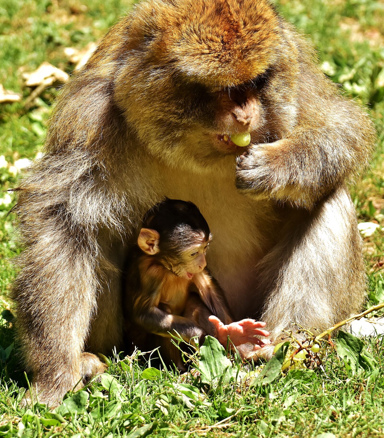 Nikon D7200 sample photo. Ape, baby monkey, barbary photography