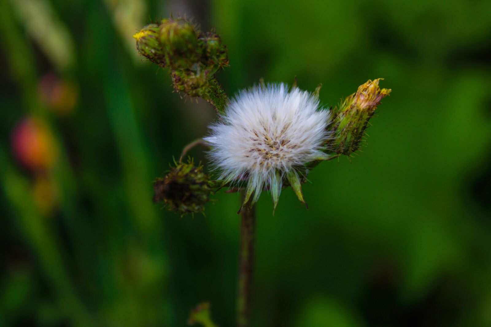 Canon EOS 1300D (EOS Rebel T6 / EOS Kiss X80) sample photo. Dandelion, chicory, bitter chicory photography