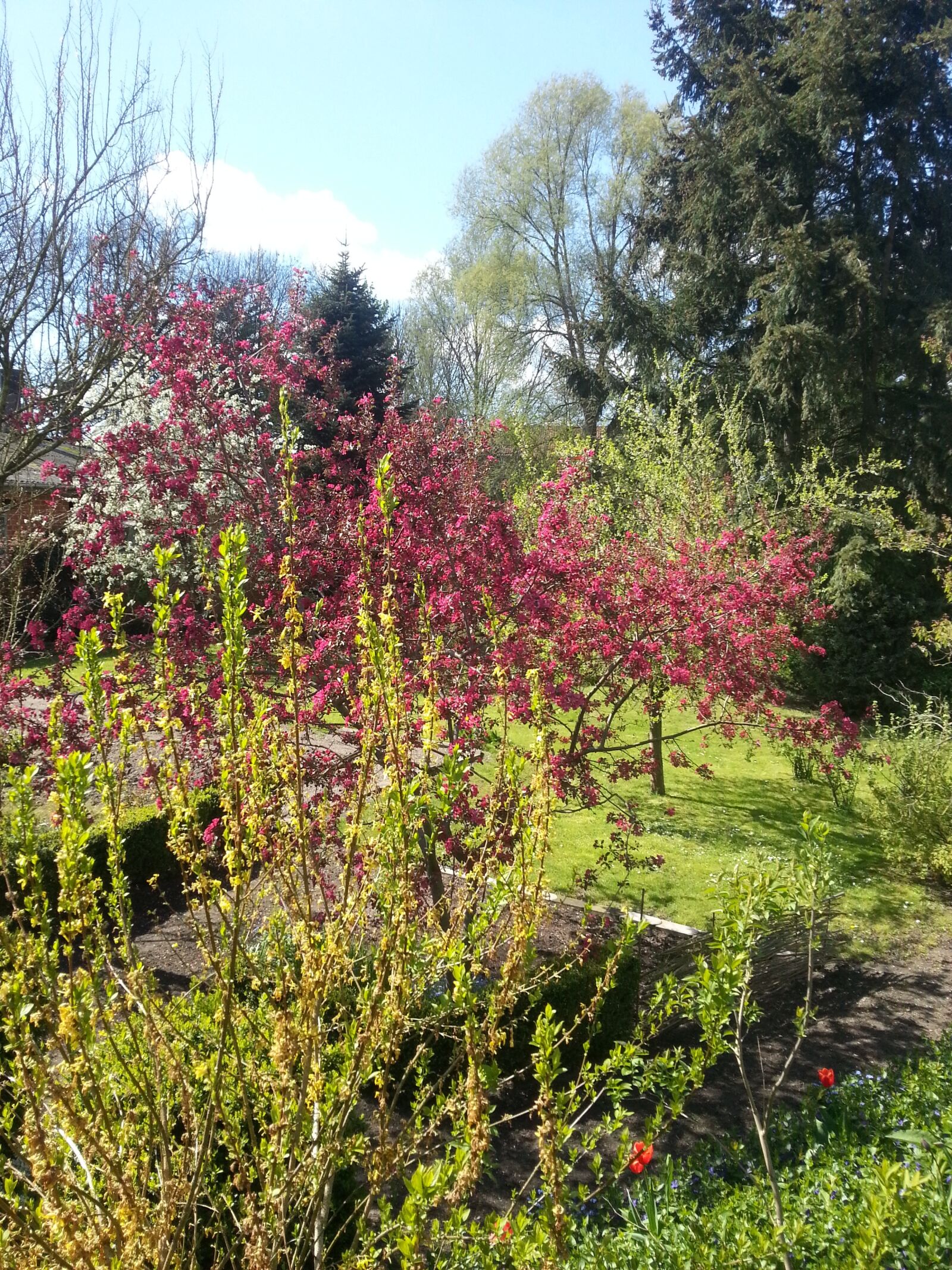 Samsung Galaxy Note2 sample photo. Garden, nature, bush photography