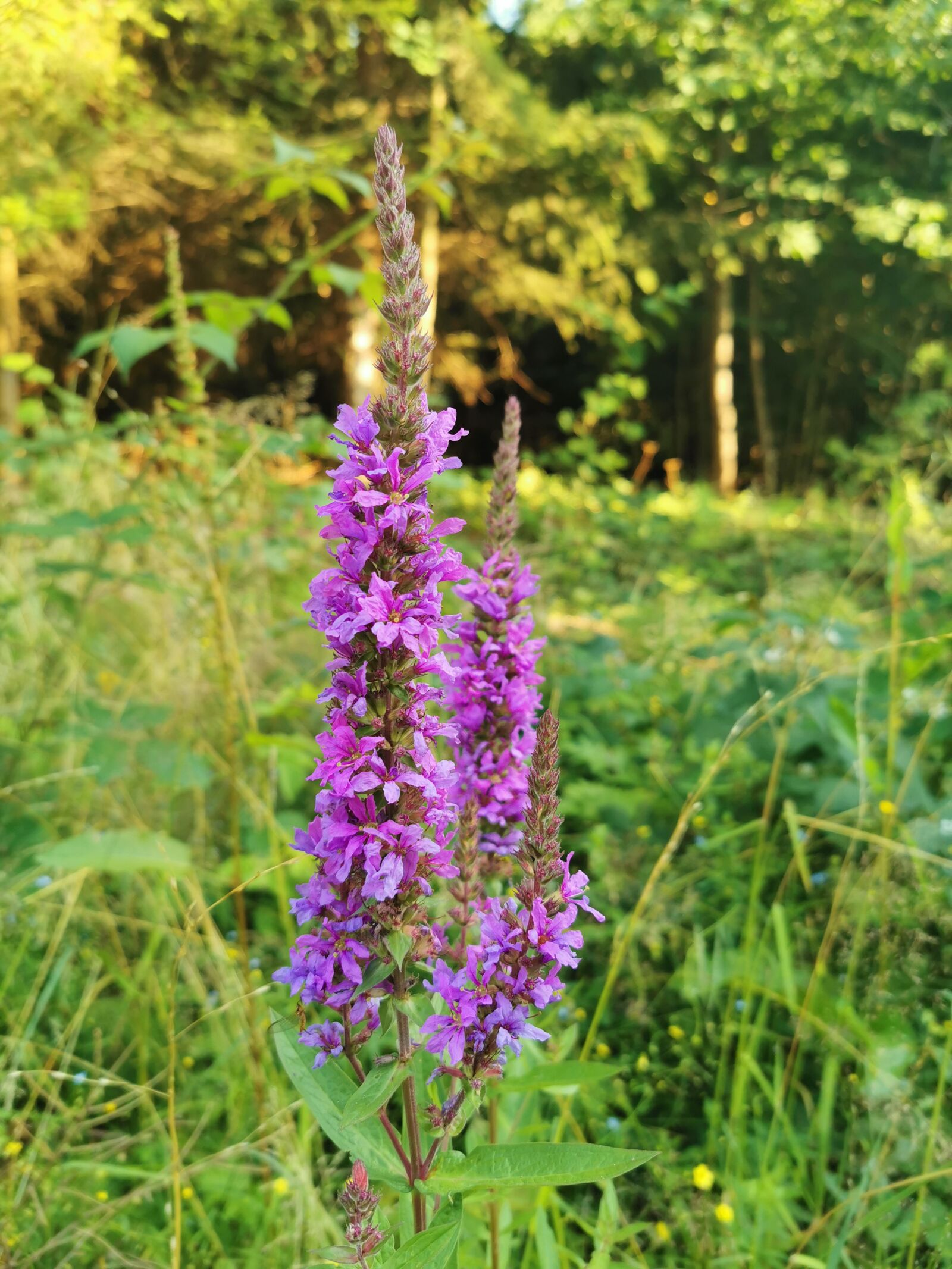 HUAWEI P30 Pro sample photo. Plant, flower, nature photography