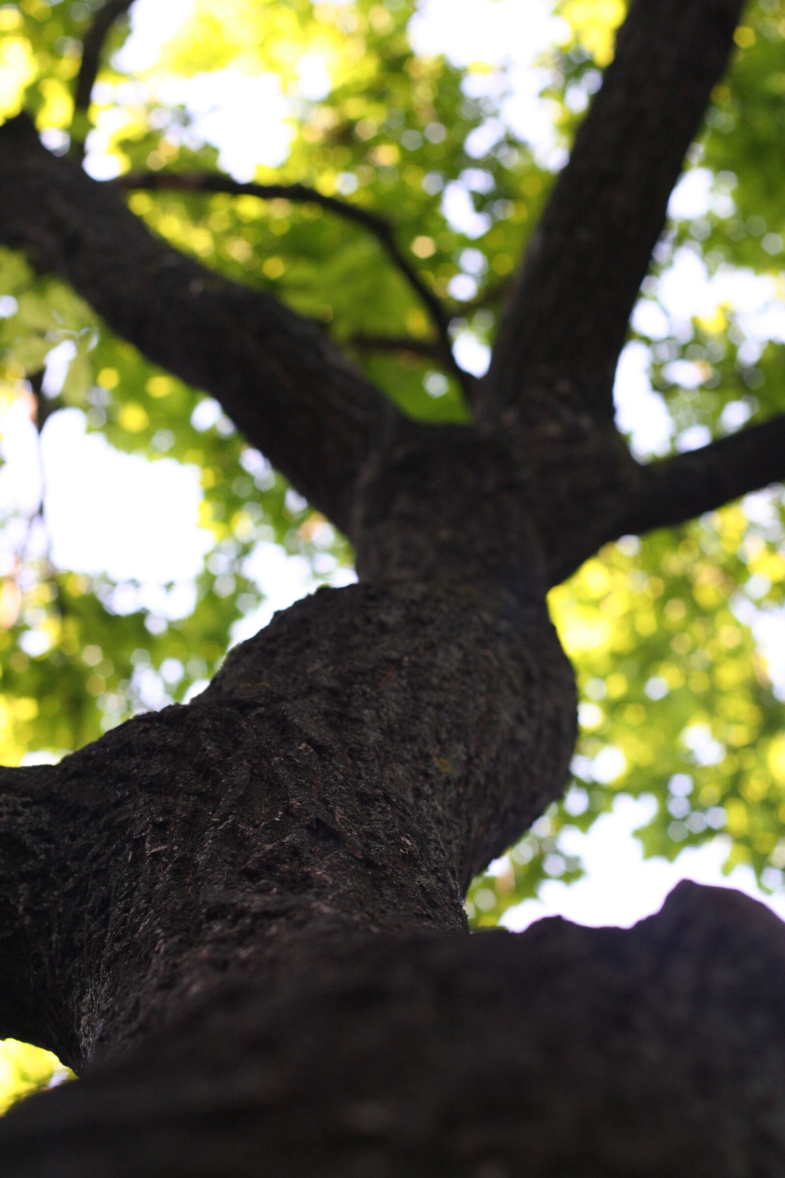 Canon EOS 350D (EOS Digital Rebel XT / EOS Kiss Digital N) sample photo. Tree, a branch, foliage photography