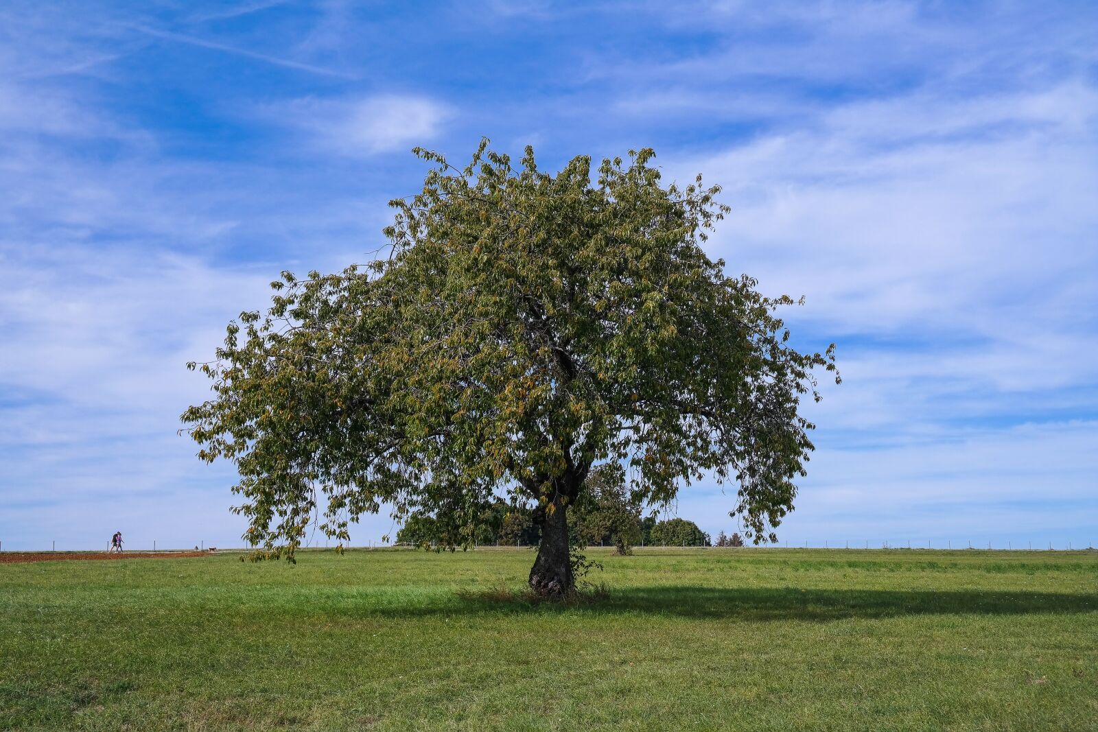 Samsung NX300 sample photo. Tree, meadow, nature photography