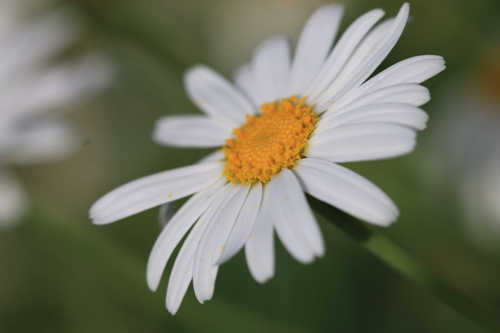 Canon EOS 70D + Canon EF 100mm F2.8 Macro USM sample photo. Daisy, white, flower photography