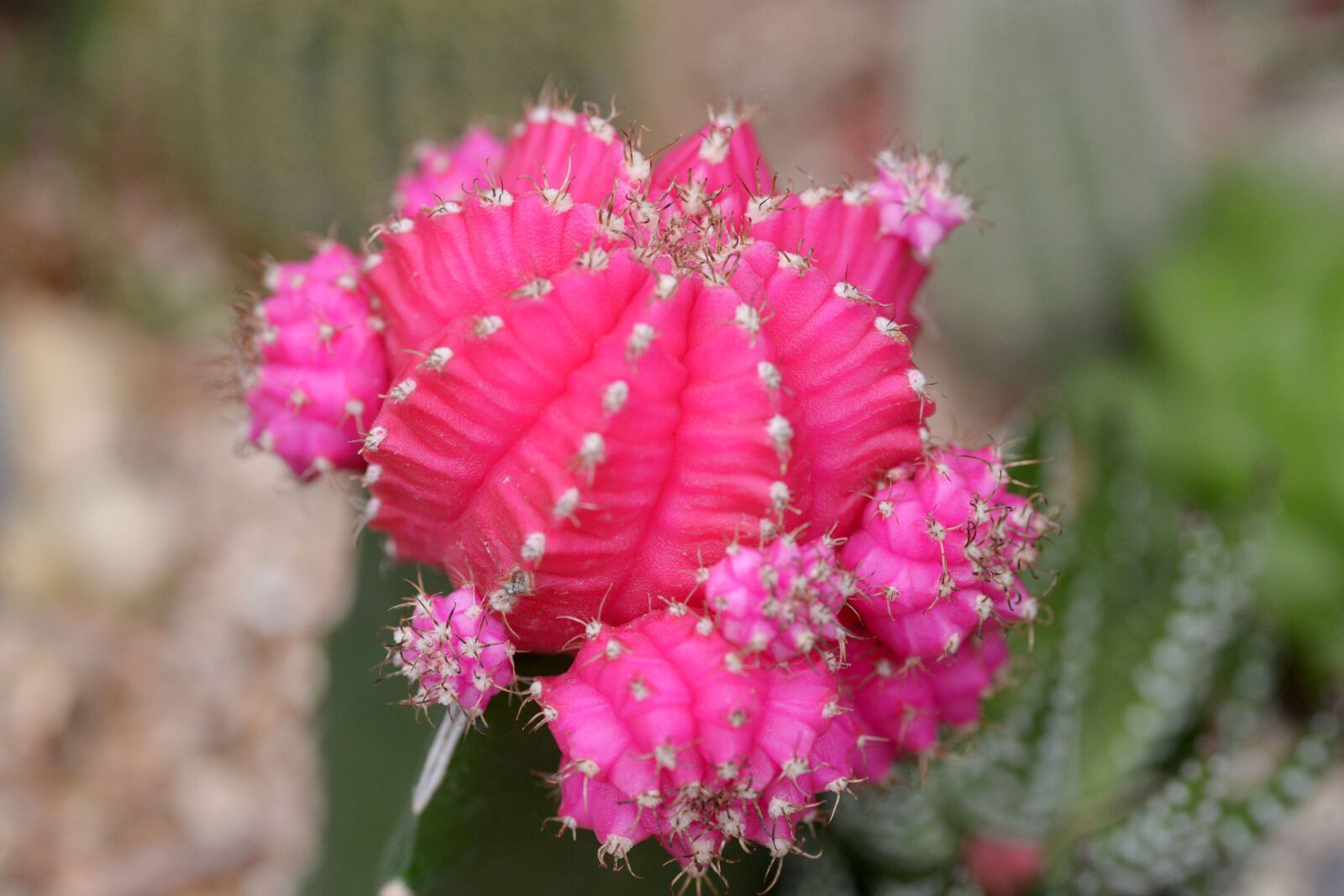 Nikon D600 sample photo. Cactus, red cactus, potted photography