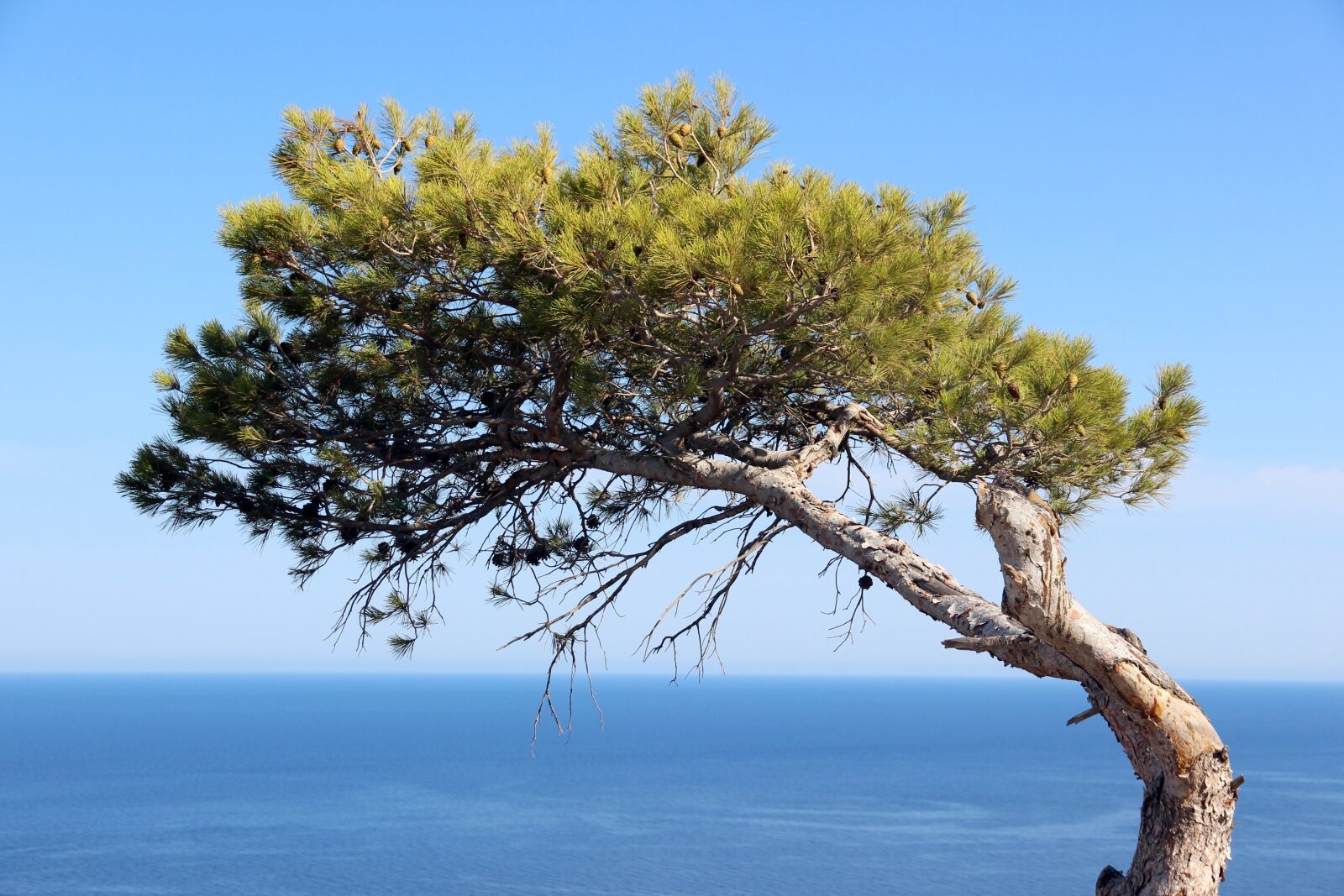 Canon EOS 600D (Rebel EOS T3i / EOS Kiss X5) sample photo. Tree, water, sky photography