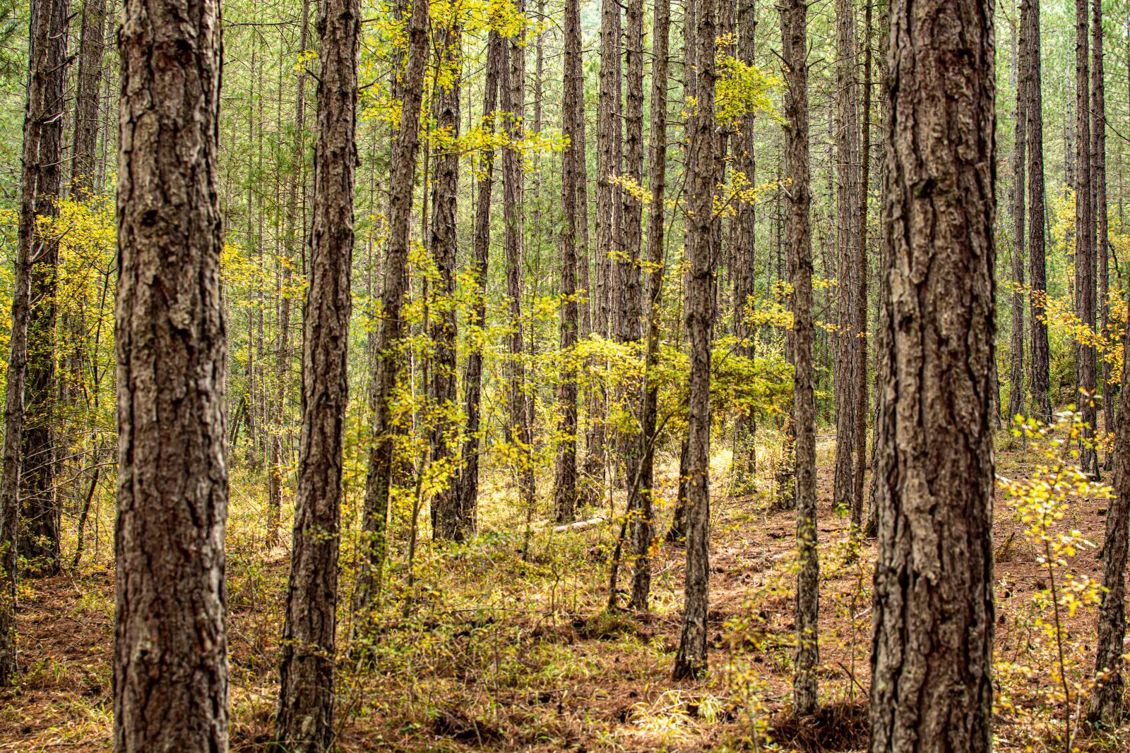 Nikon D7100 sample photo. Forest, trees, autumn photography