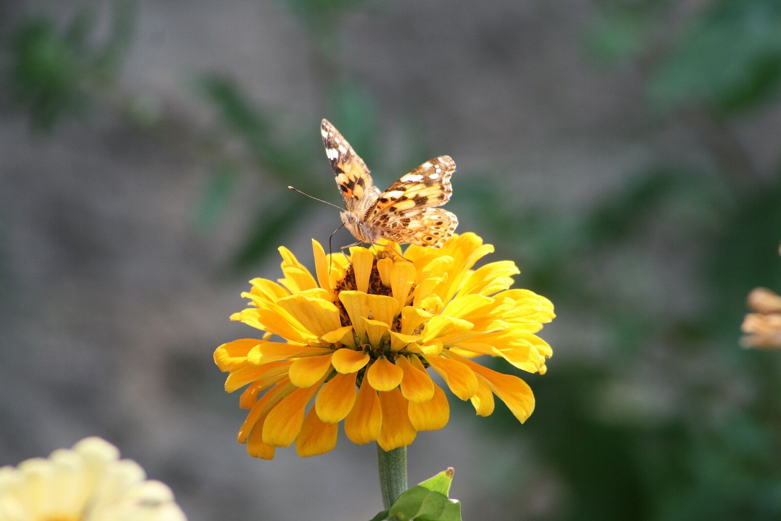 Canon EOS 400D (EOS Digital Rebel XTi / EOS Kiss Digital X) sample photo. Butterfly, garden, insect photography
