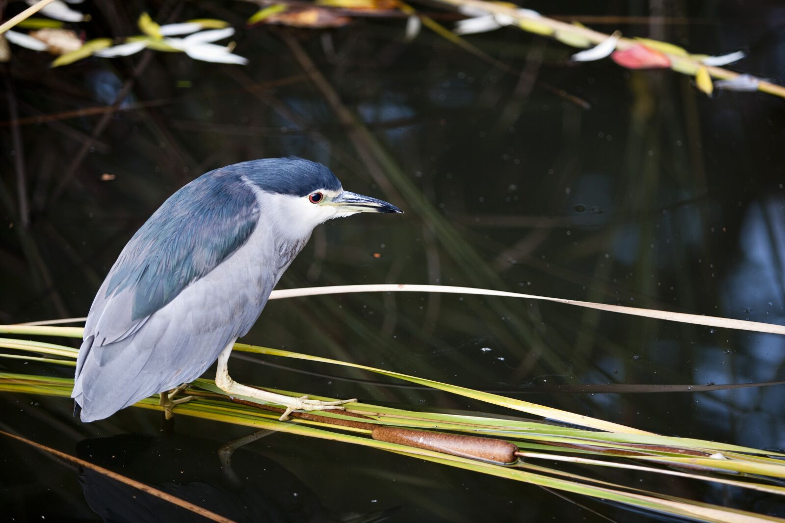 Canon EOS 5D sample photo. New, hunt, nature photography