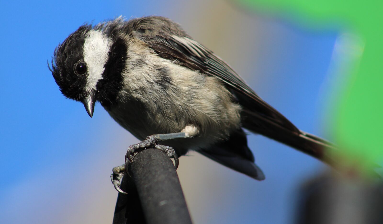 Canon EF 75-300mm f/4-5.6 sample photo. Bird, black, and, white photography