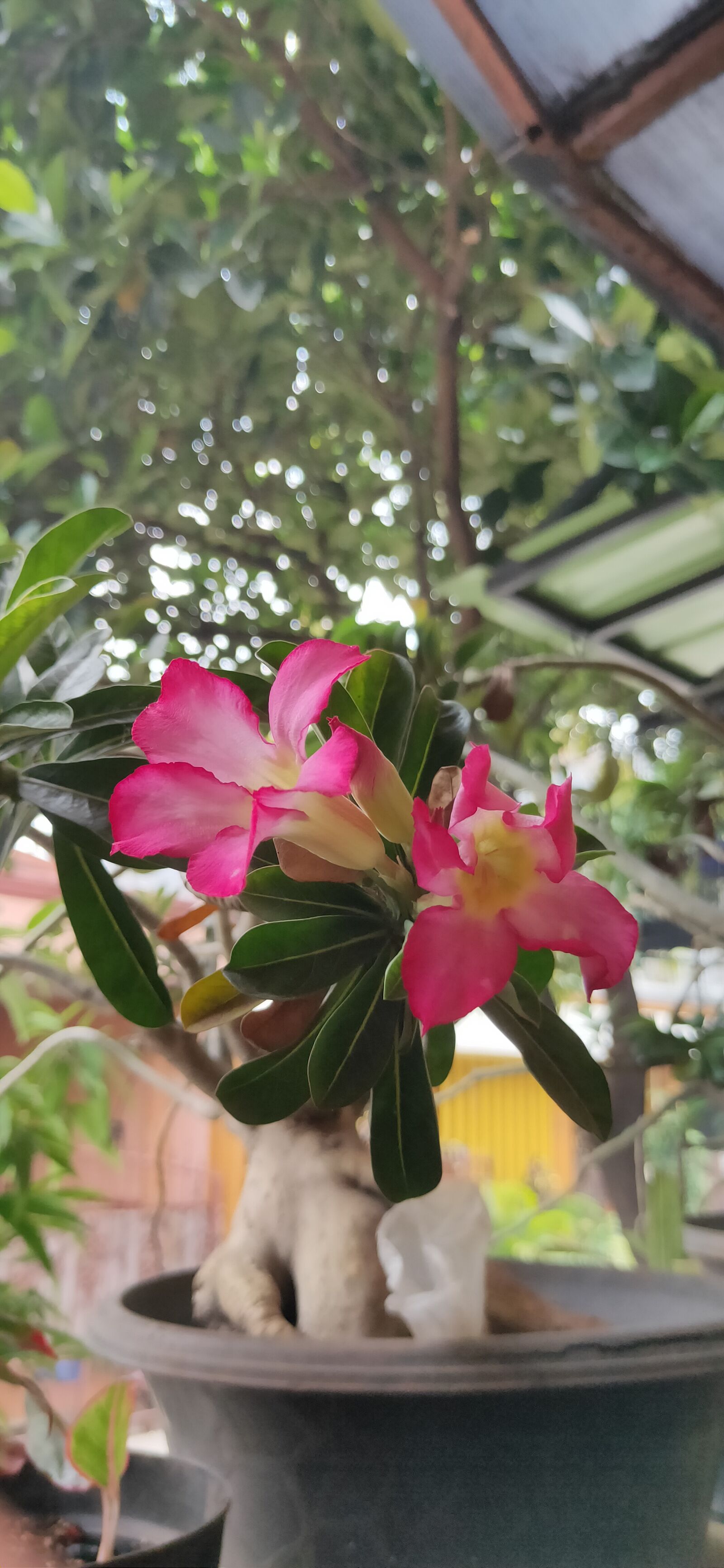 Realme 3 PRO sample photo. Plants, flowers, garden photography