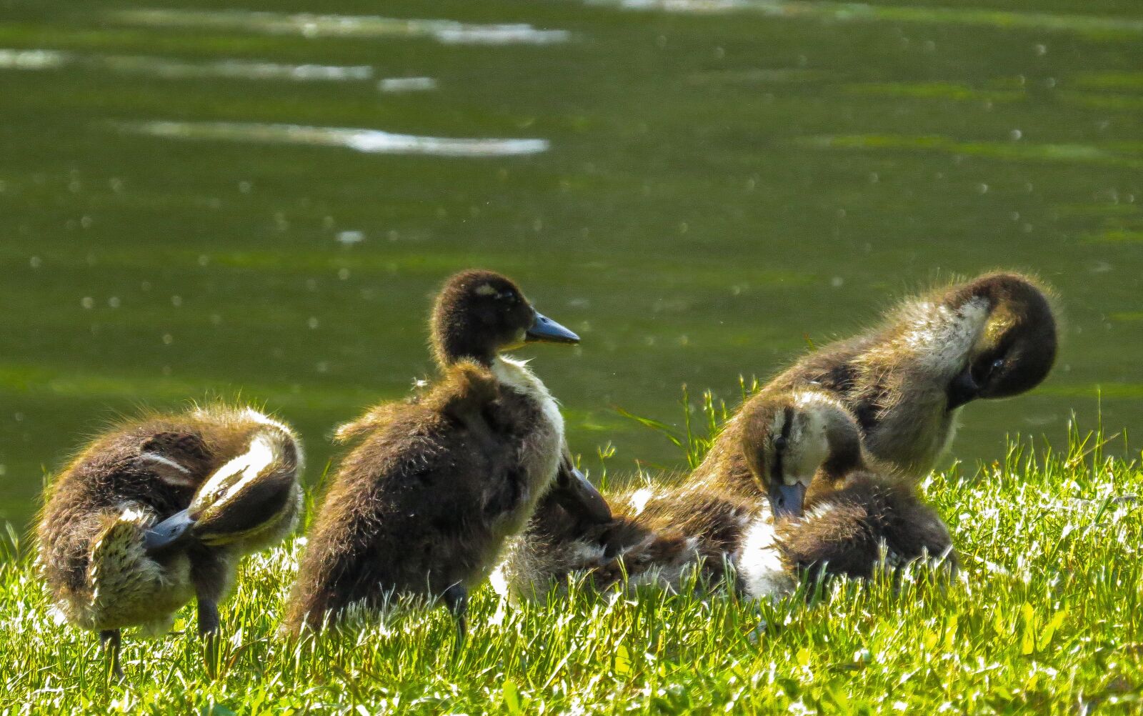 Canon PowerShot SX50 HS sample photo. Nature, animal world, bird photography