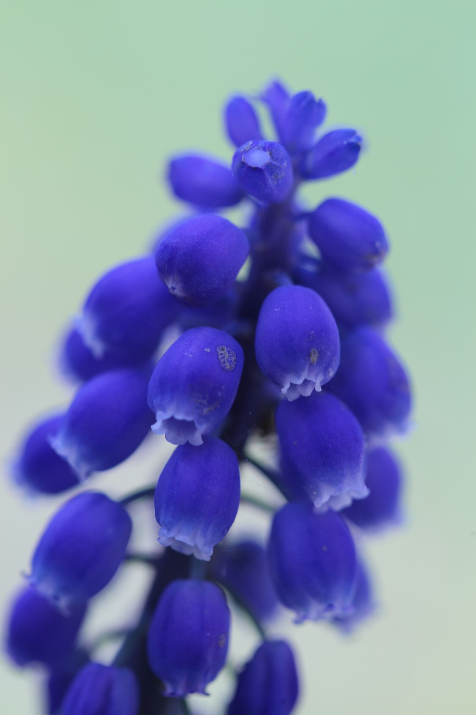 Canon EOS 6D + Canon EF 100mm F2.8 Macro USM sample photo. Spring, blue, flower photography