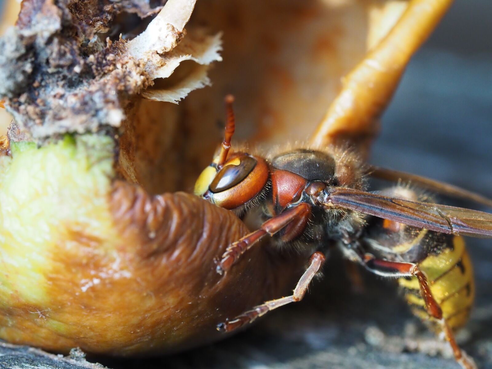 Olympus OM-D E-M10 III sample photo. Hornet, insect, nature photography