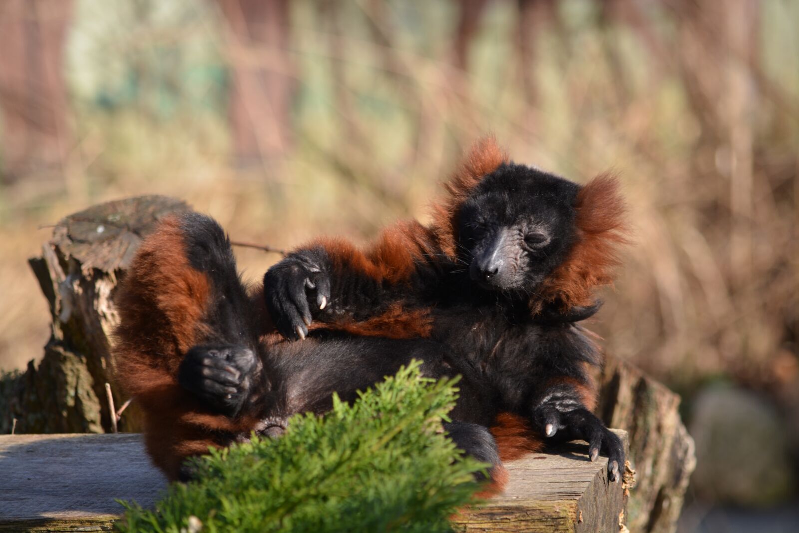 Nikon D5200 sample photo. Mammal, nature, animal world photography