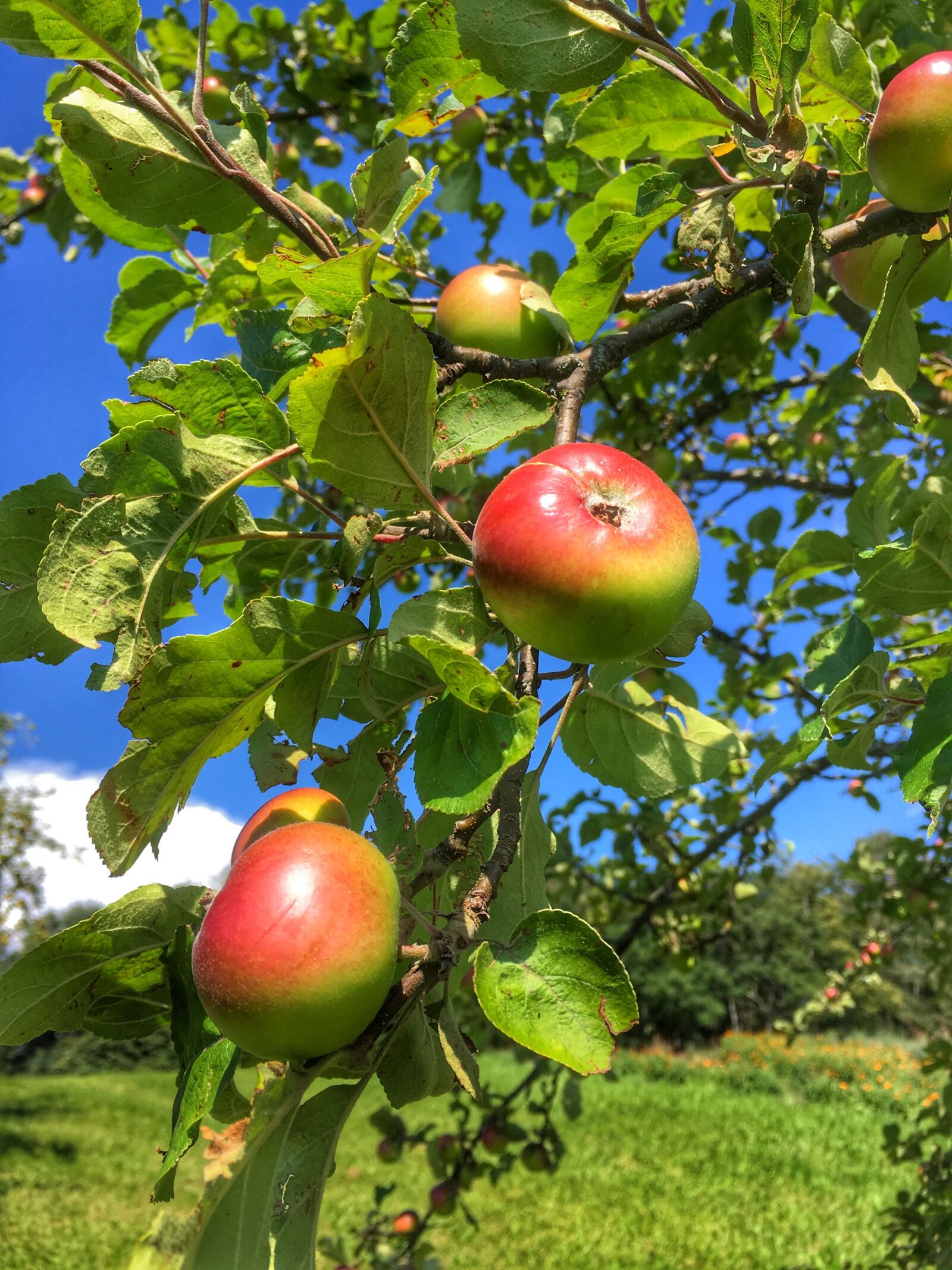 iPhone SE back camera 4.15mm f/2.2 sample photo. Harvest, apple tree, fruit photography