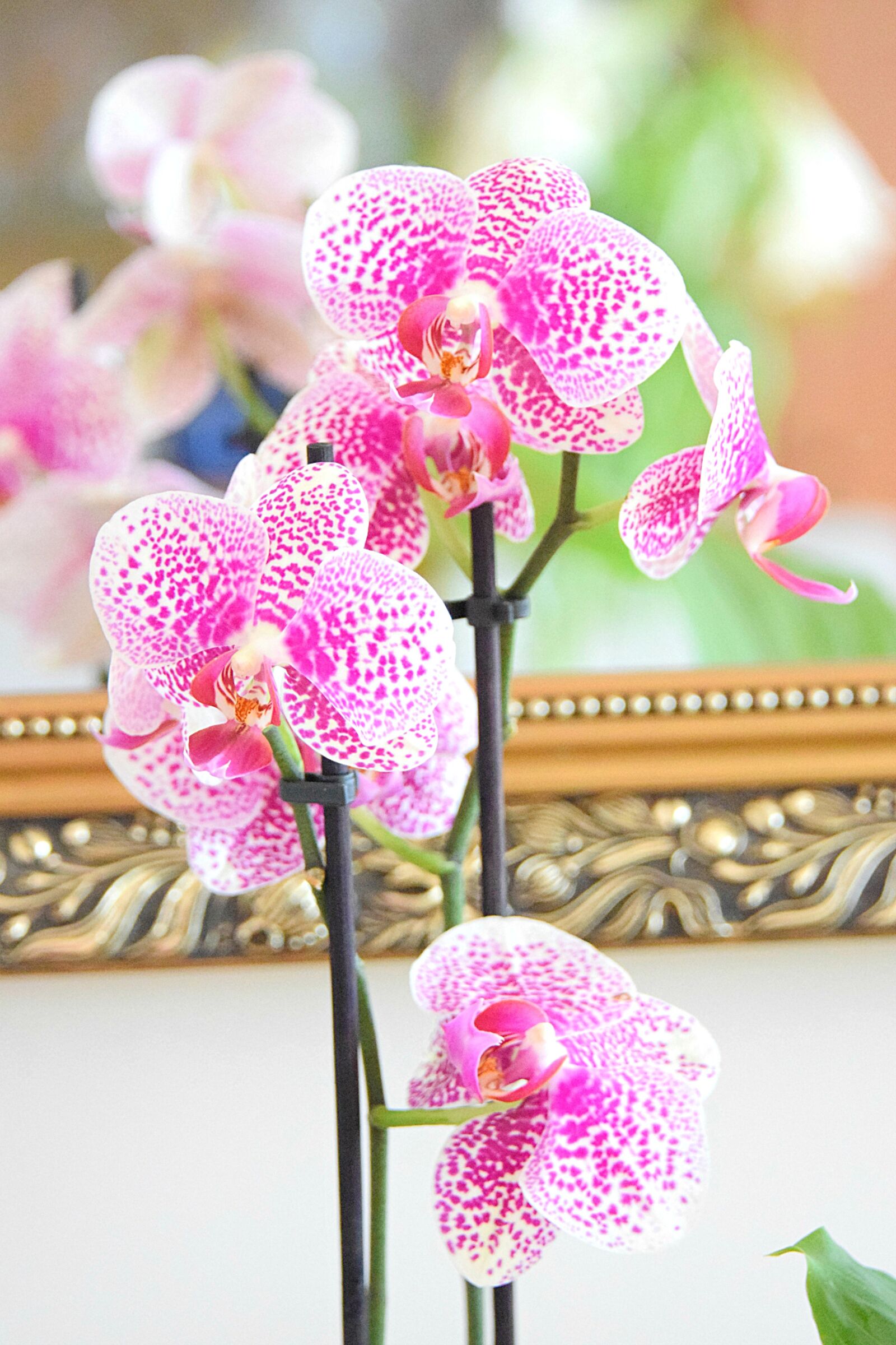 Nikon D5300 sample photo. Phalaenopsis, orchid, orchids photography