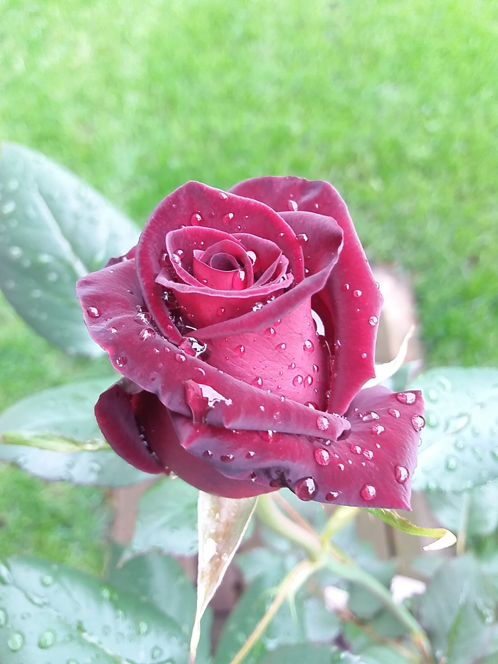 Samsung Galaxy J5 sample photo. Spring, rosa, rain photography