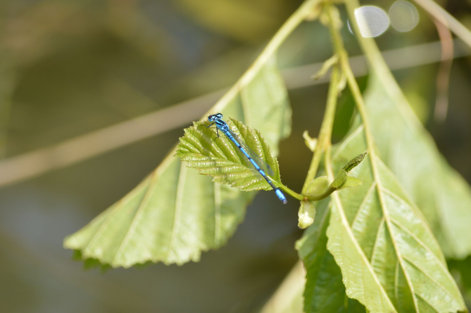 Nikon D3200 sample photo. Dragonfly, leaf, insect photography