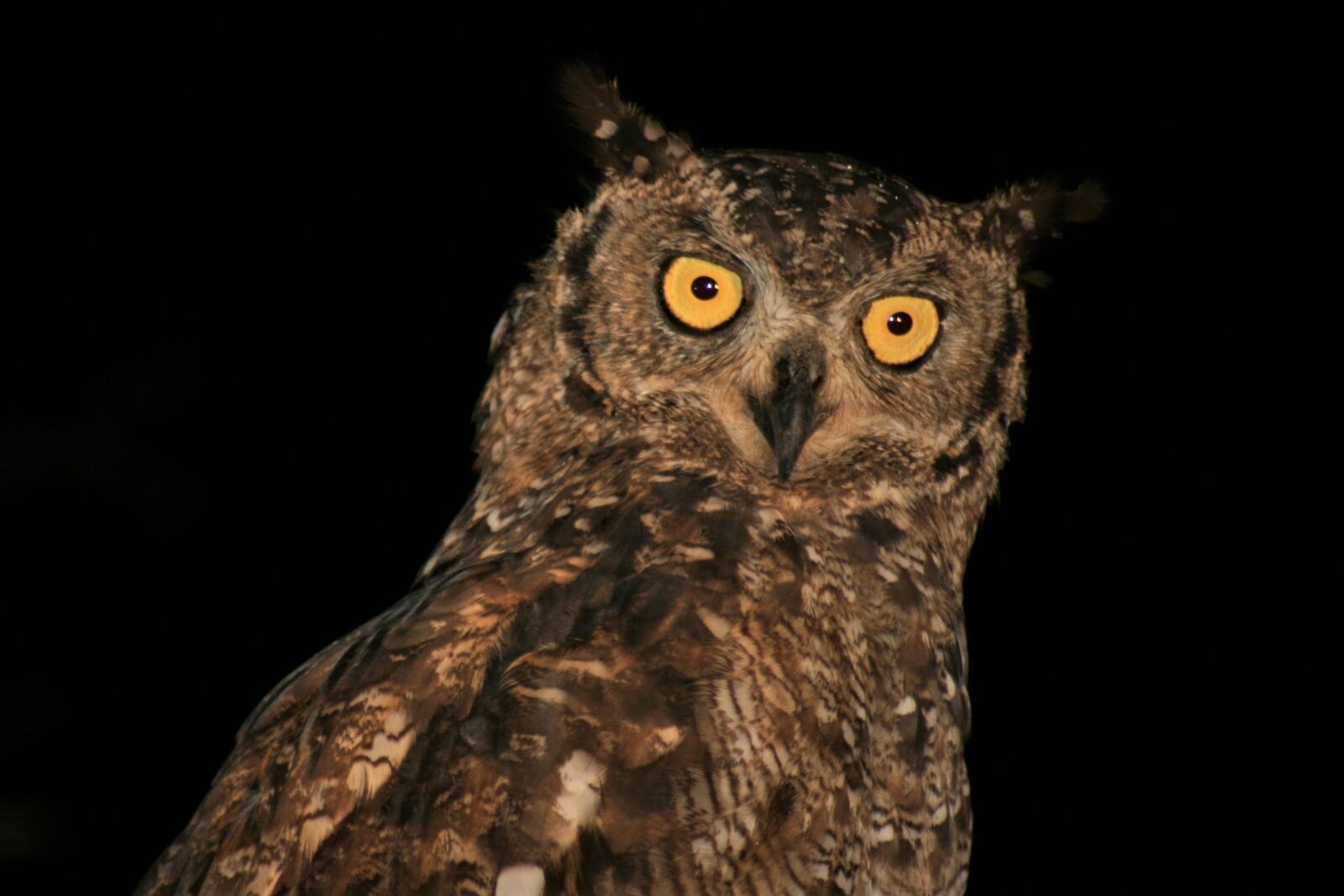 Canon EOS 400D (EOS Digital Rebel XTi / EOS Kiss Digital X) sample photo. Bird, eagle owl, beak photography