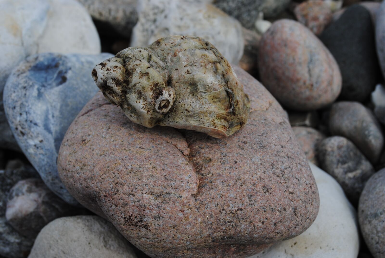 Nikon D3000 sample photo. Clam, beach, must photography