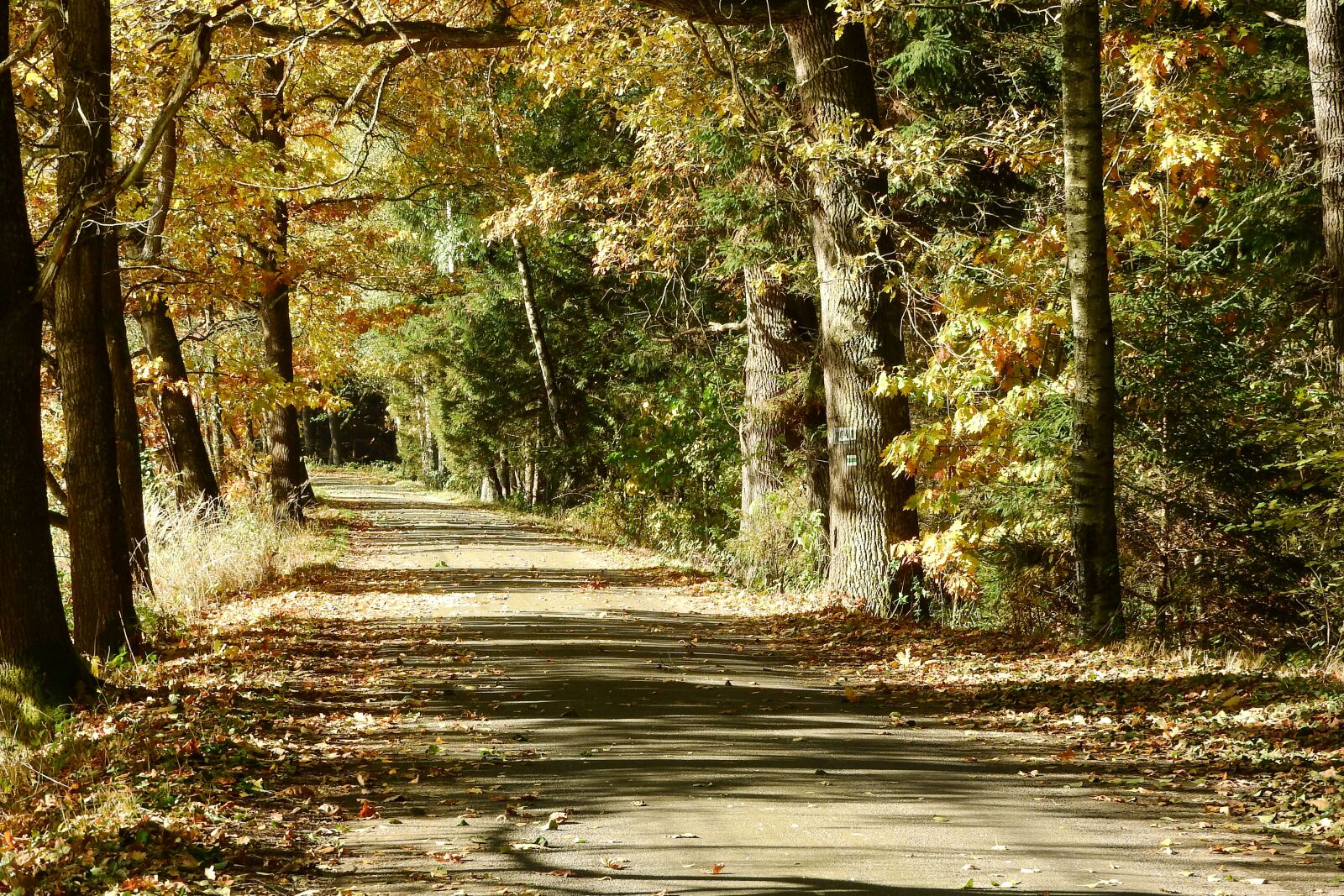 Nikon Coolpix P610 sample photo. Forest, path, trees photography