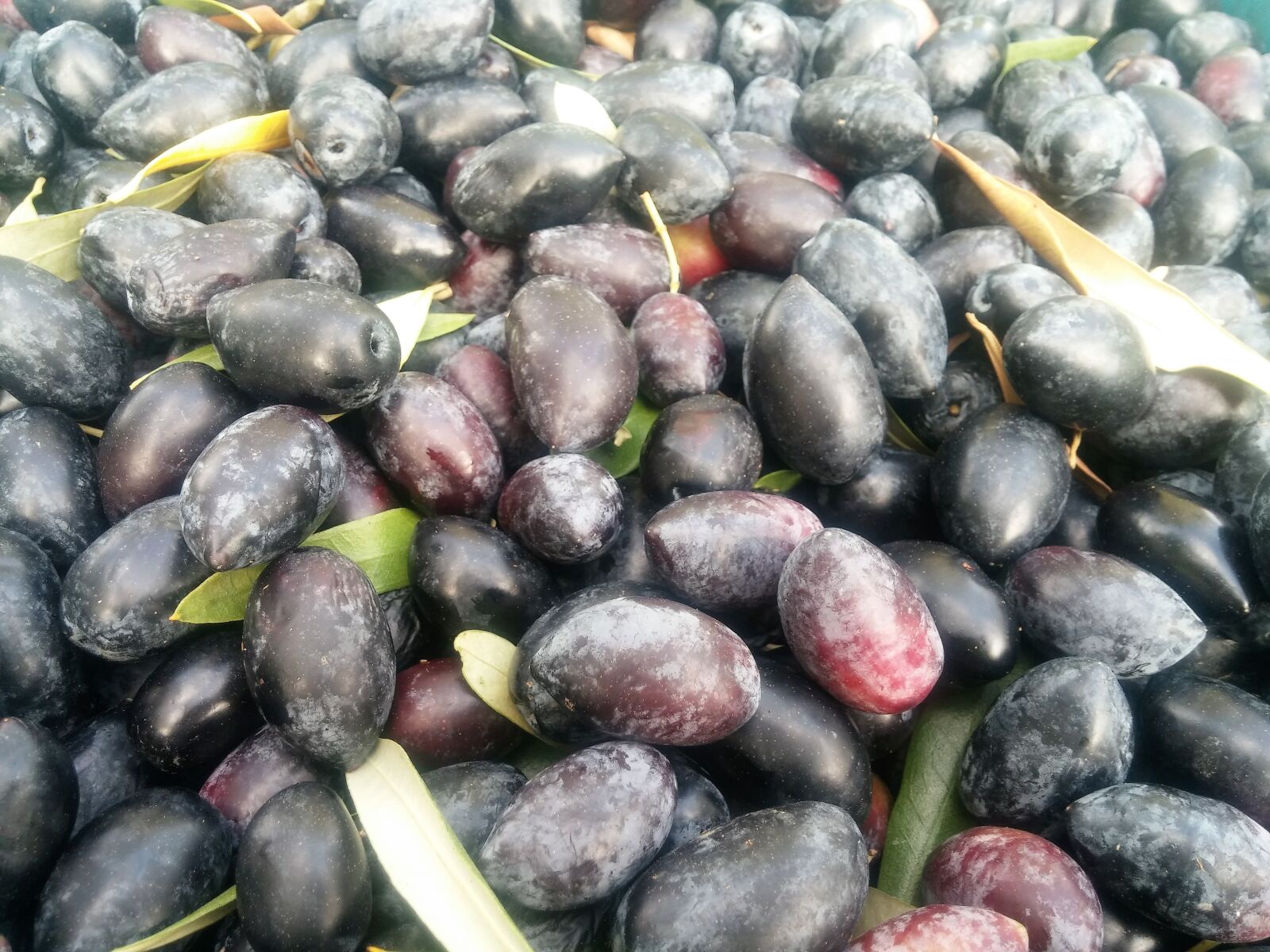 LG G2 sample photo. Olives, kalamata olives, kalamata photography