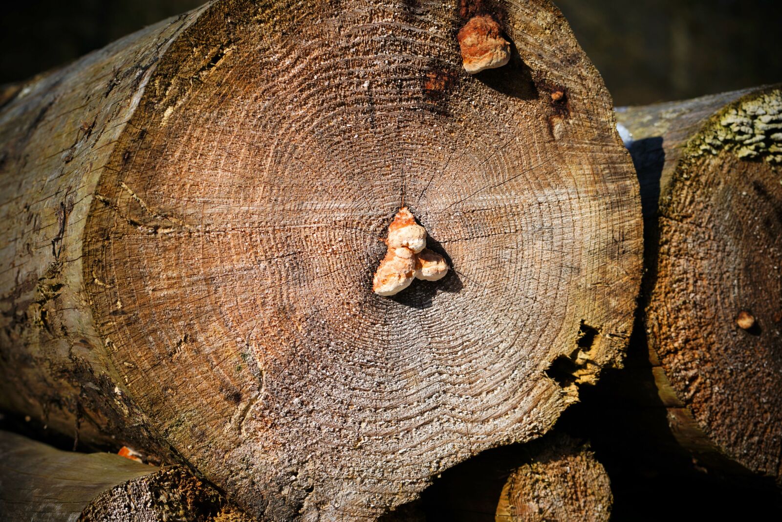 Sony a7 II sample photo. Wood, tribe, mushroom photography