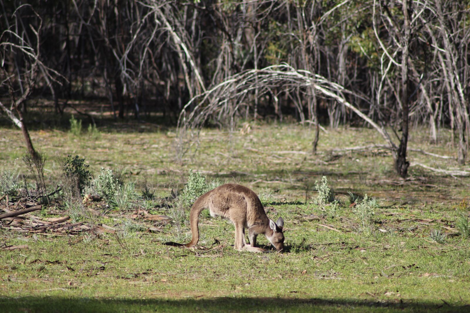 Canon EOS 650D (EOS Rebel T4i / EOS Kiss X6i) sample photo. Flinders ranges, outback, outdoors photography