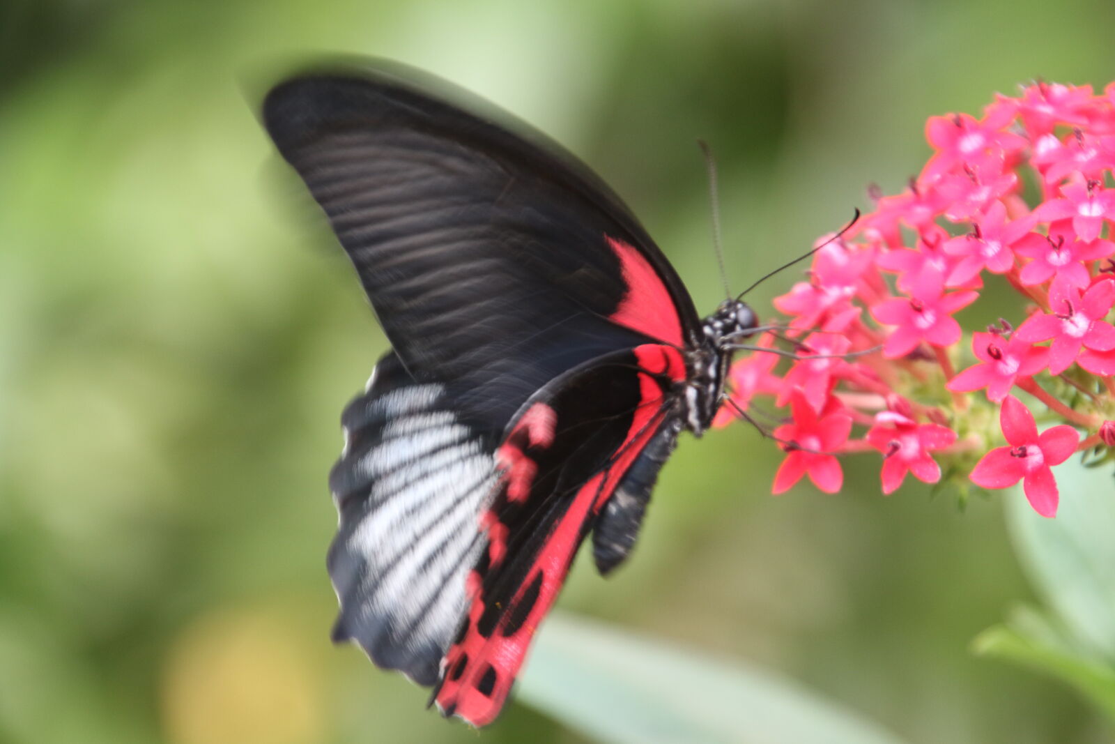 Canon EOS 7D Mark II sample photo. Animal, butterfly, feed, flap photography