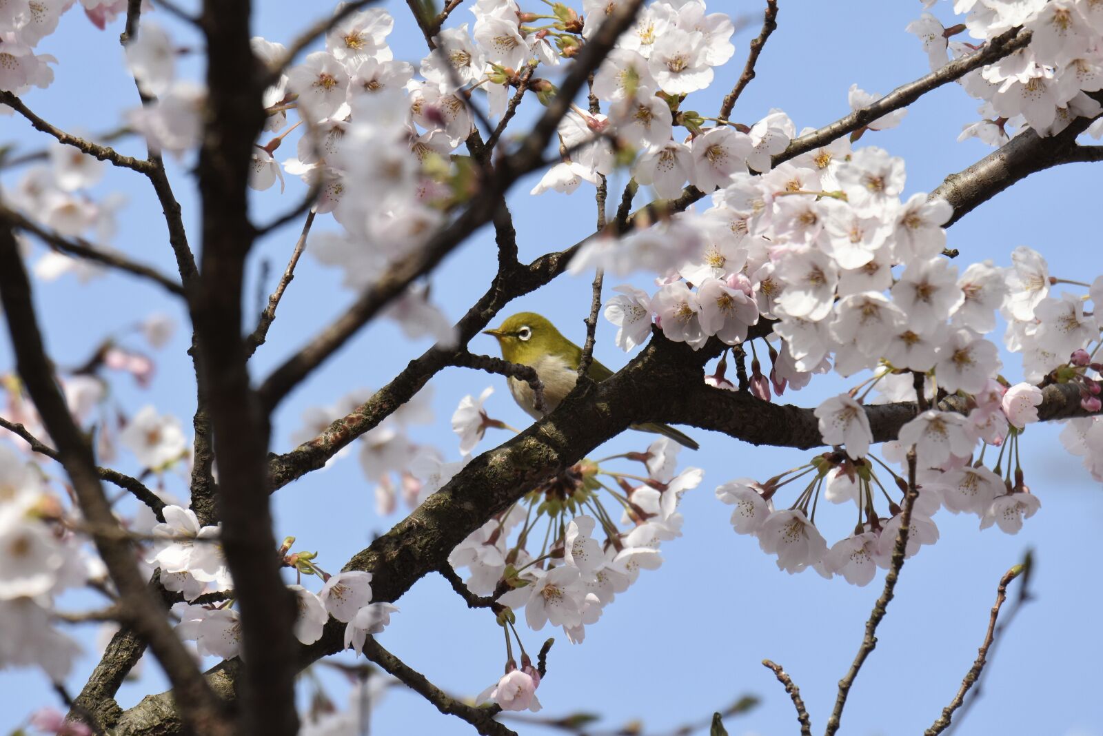 Nikon D7200 sample photo. Animal, plant, cherry blossoms photography
