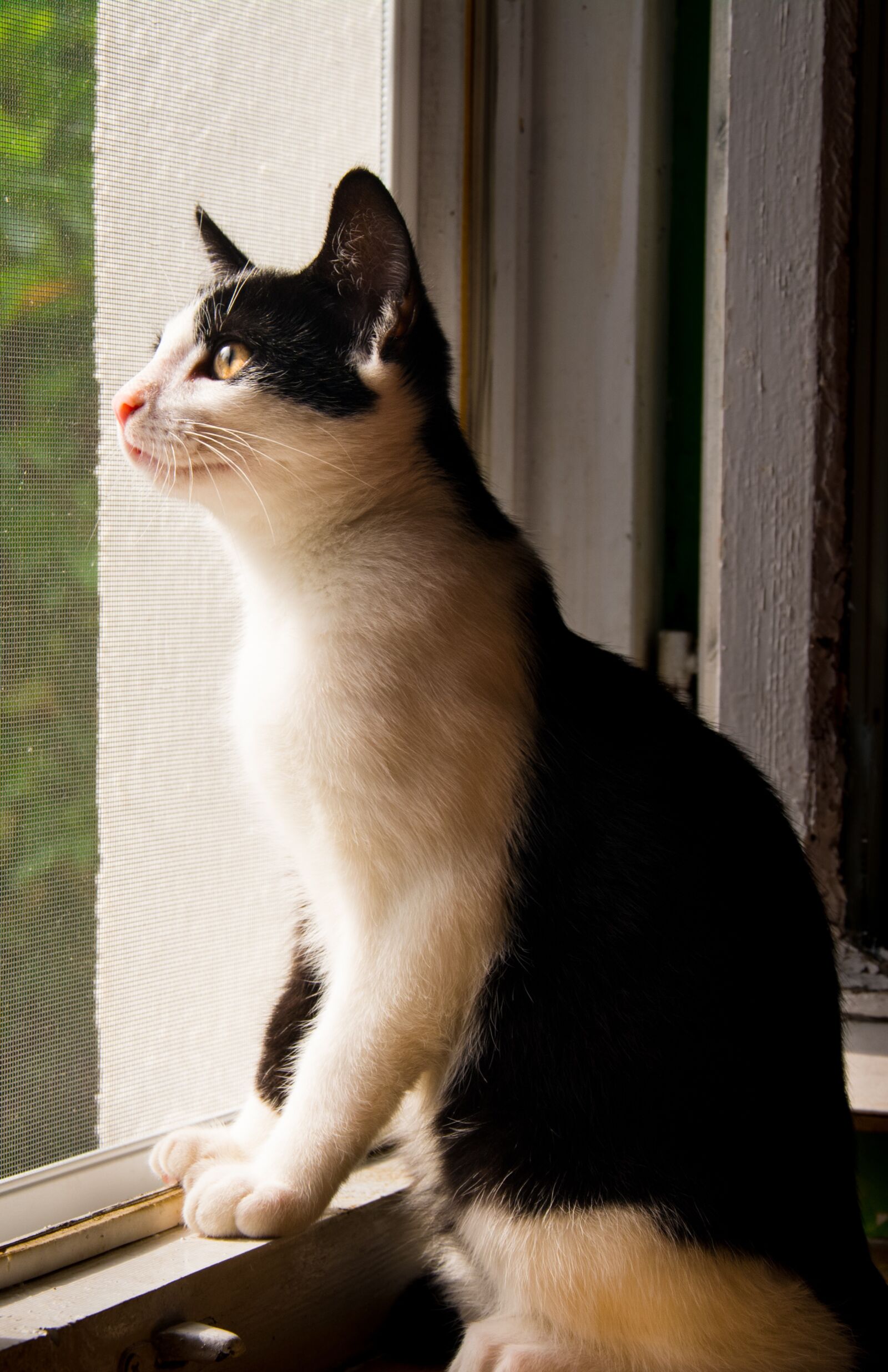 Nikon D5200 sample photo. Cat, kitten, tomcat photography