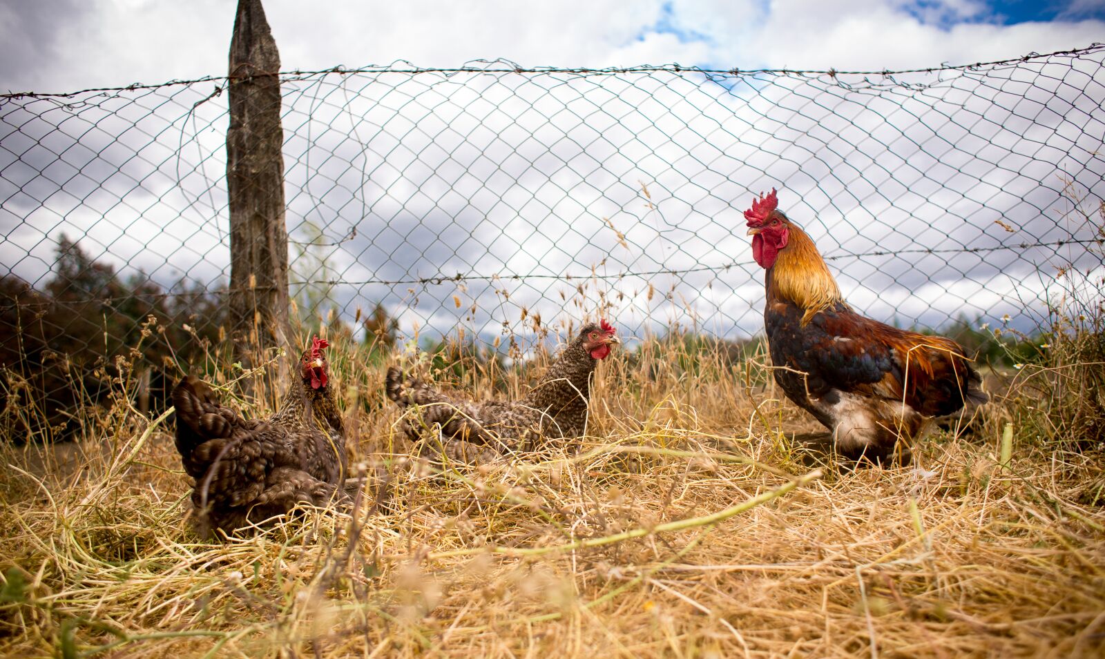 Canon EOS 5D Mark III + Canon EF 28mm F1.8 USM sample photo. Field, hens, nature photography