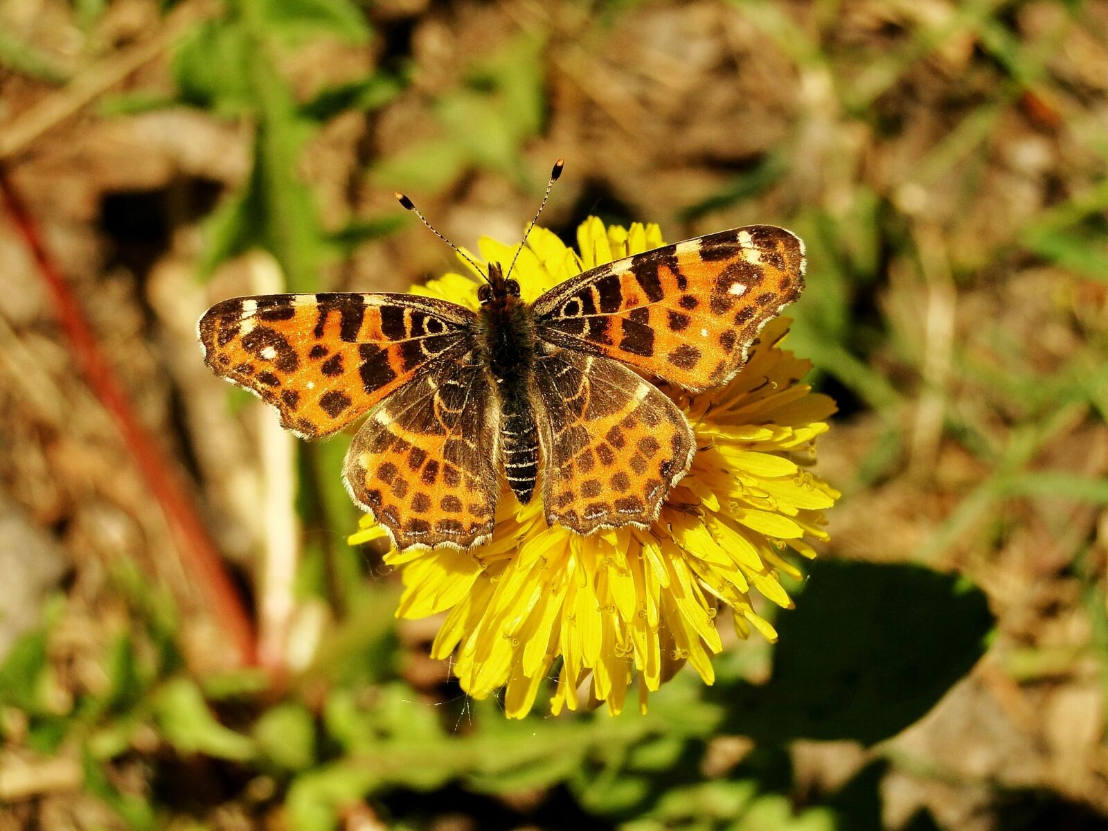 Sony Cyber-shot DSC-HX1 sample photo. Nature, butterfly day, insect photography